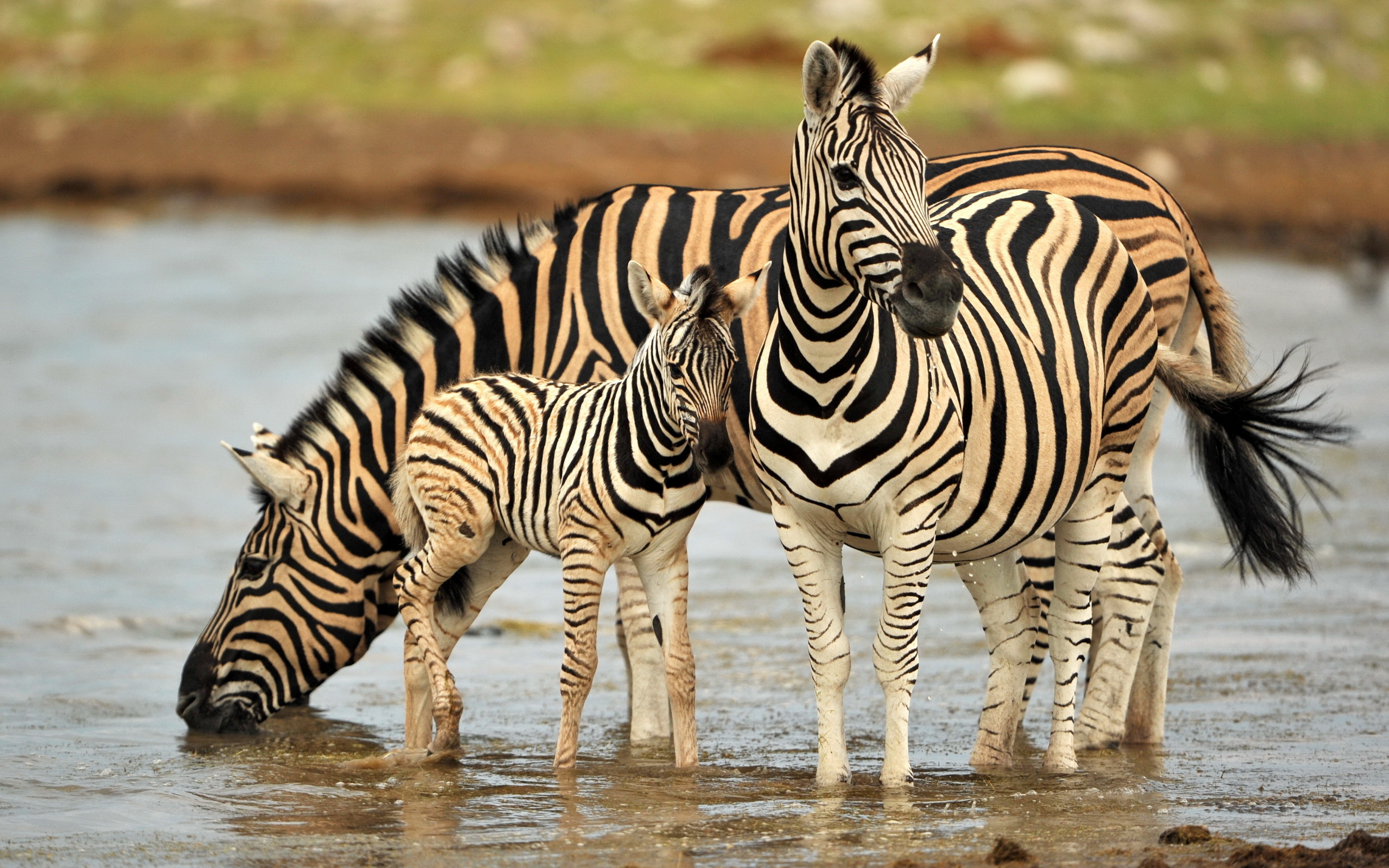 576947 Hintergrundbild herunterladen tiere, zebra - Bildschirmschoner und Bilder kostenlos