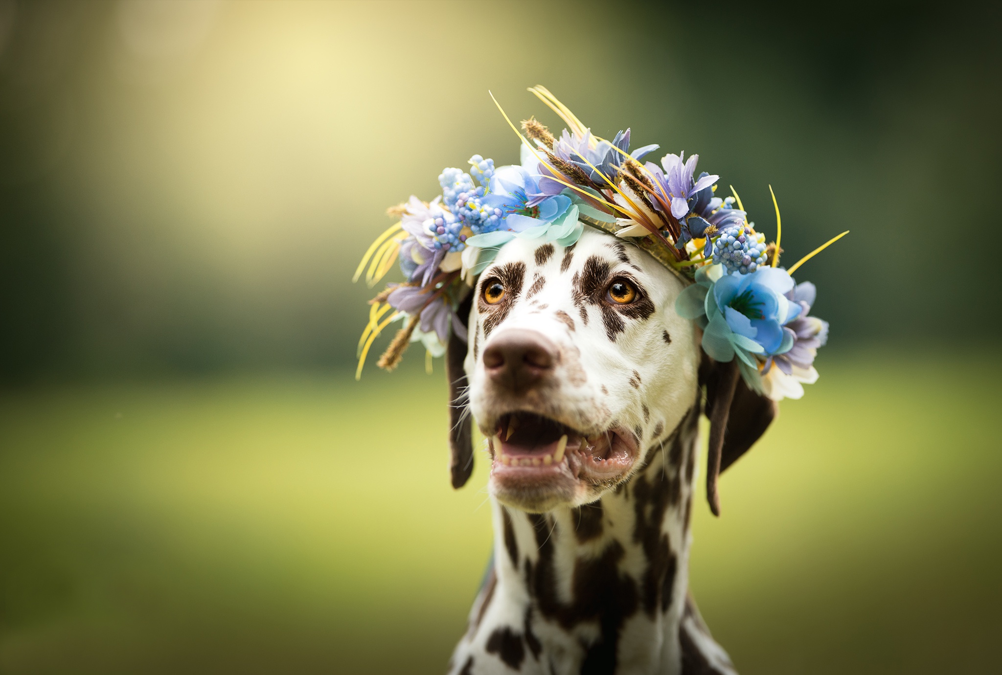 Download mobile wallpaper Dogs, Dog, Muzzle, Animal, Dalmatian, Wreath, Depth Of Field for free.