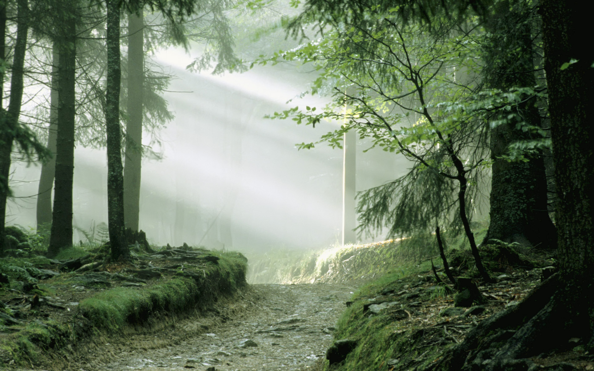 Descarga gratuita de fondo de pantalla para móvil de Niebla, Tierra/naturaleza.