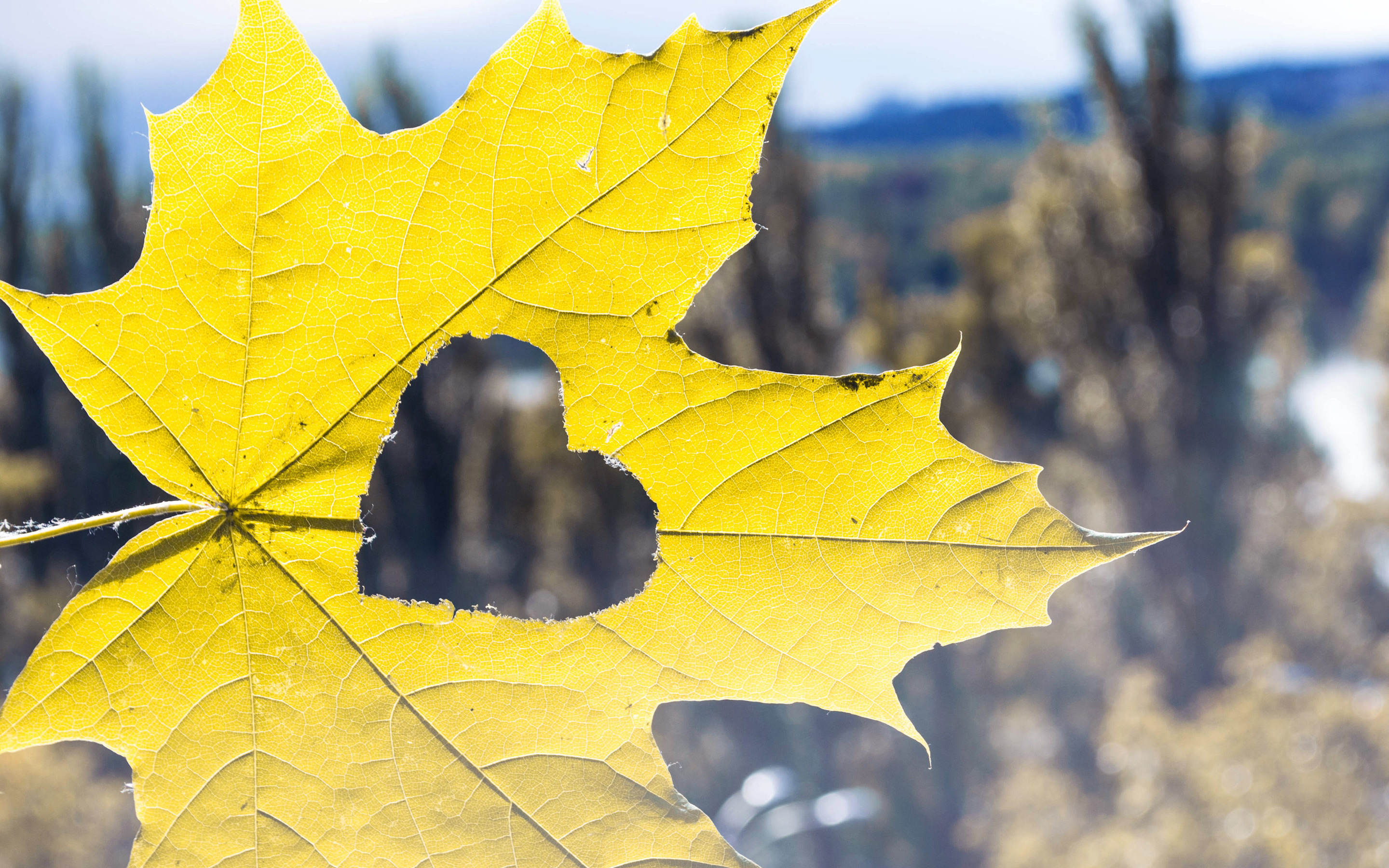Free download wallpaper Nature, Love, Leaf, Fall, Heart, Photography on your PC desktop