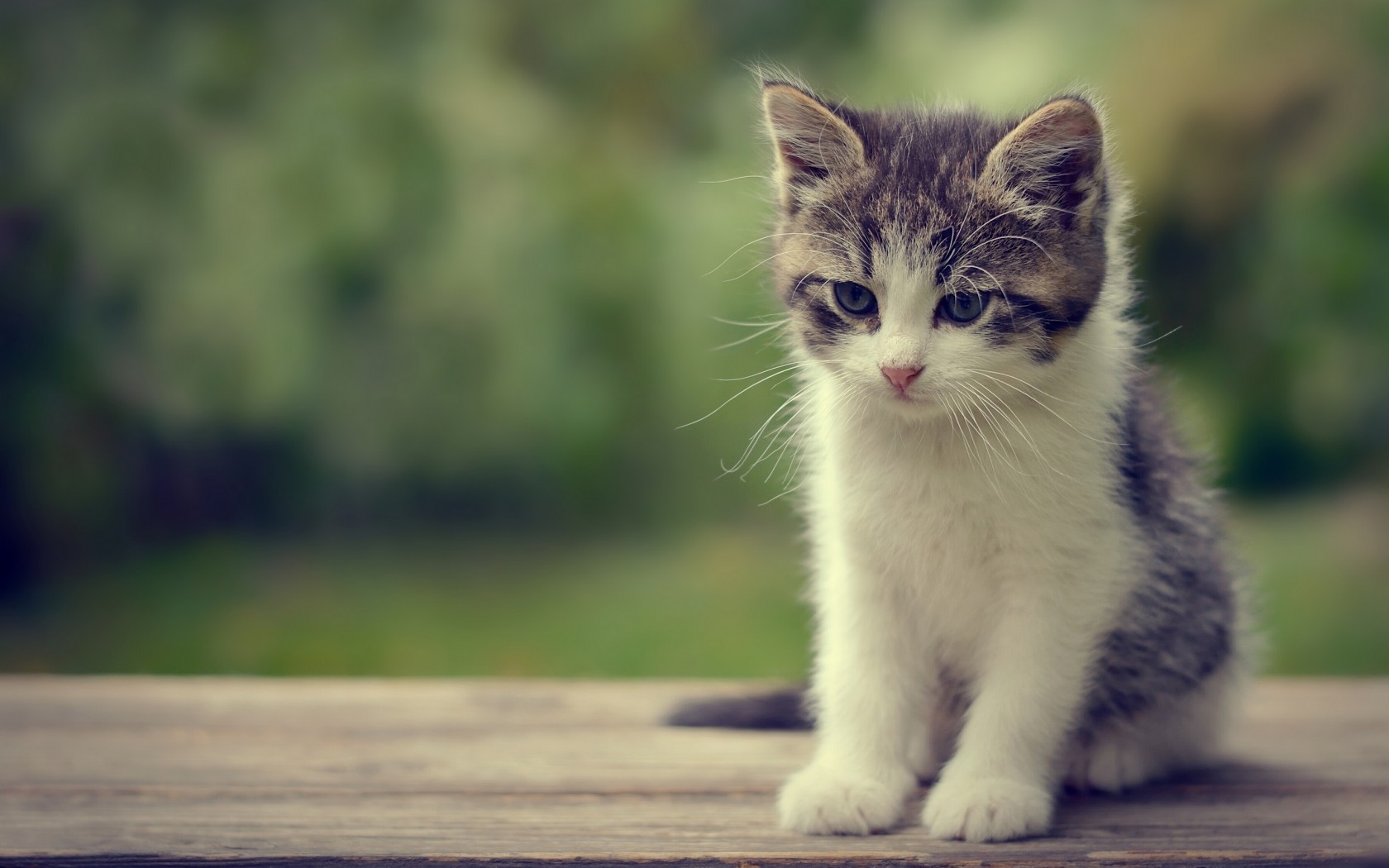 Baixe gratuitamente a imagem Animais, Gatos, Gato na área de trabalho do seu PC