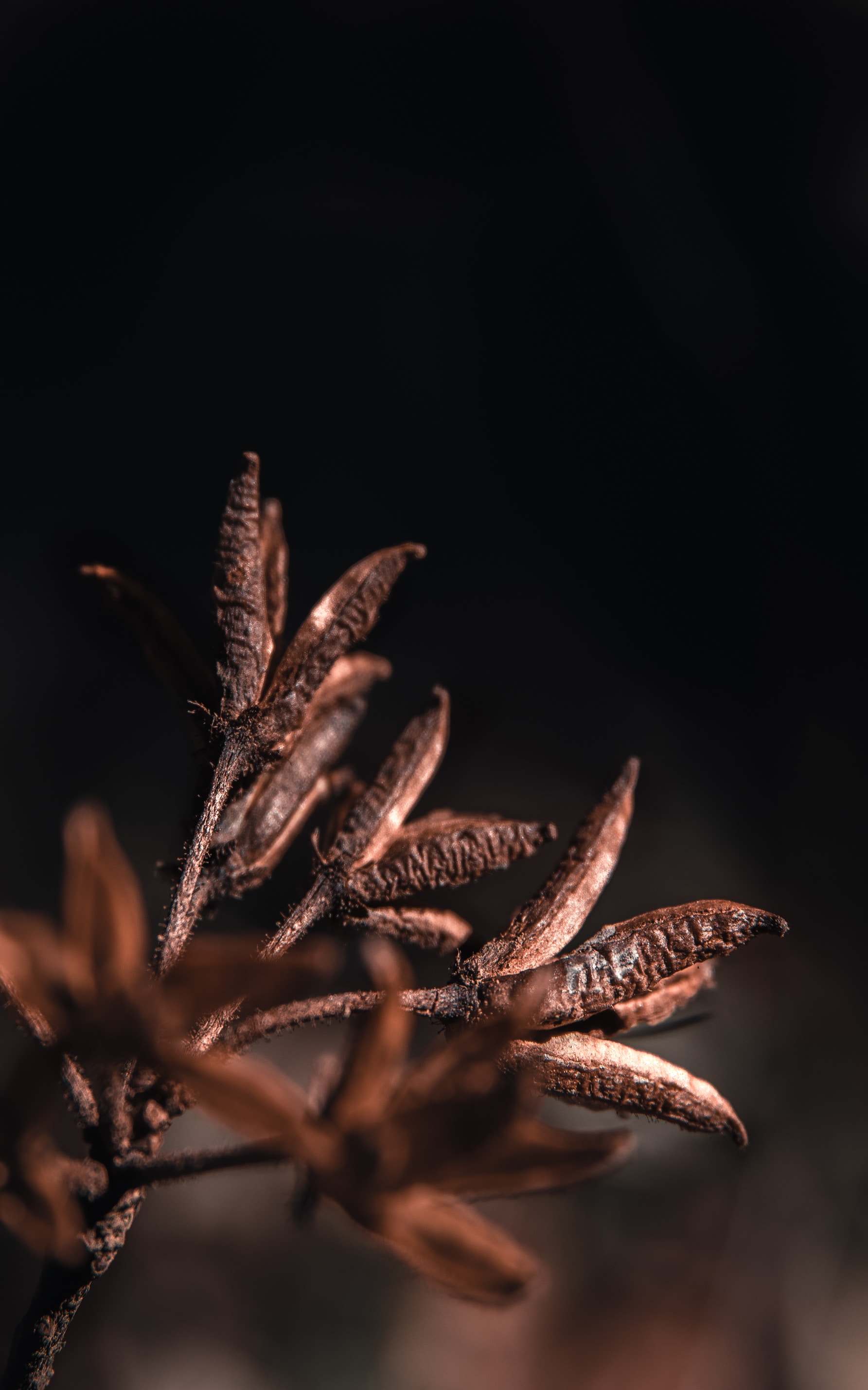 Download mobile wallpaper Macro, Branch, Dry, Plant for free.