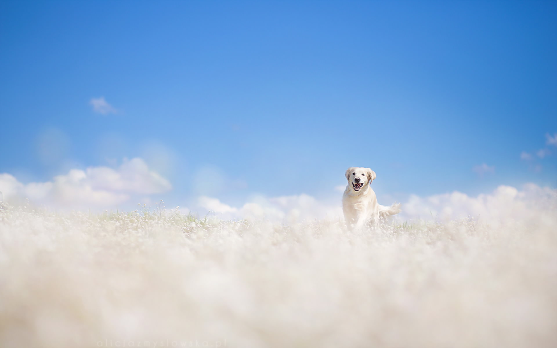 Handy-Wallpaper Tiere, Hunde, Hund, Feld, Golden Retriever kostenlos herunterladen.