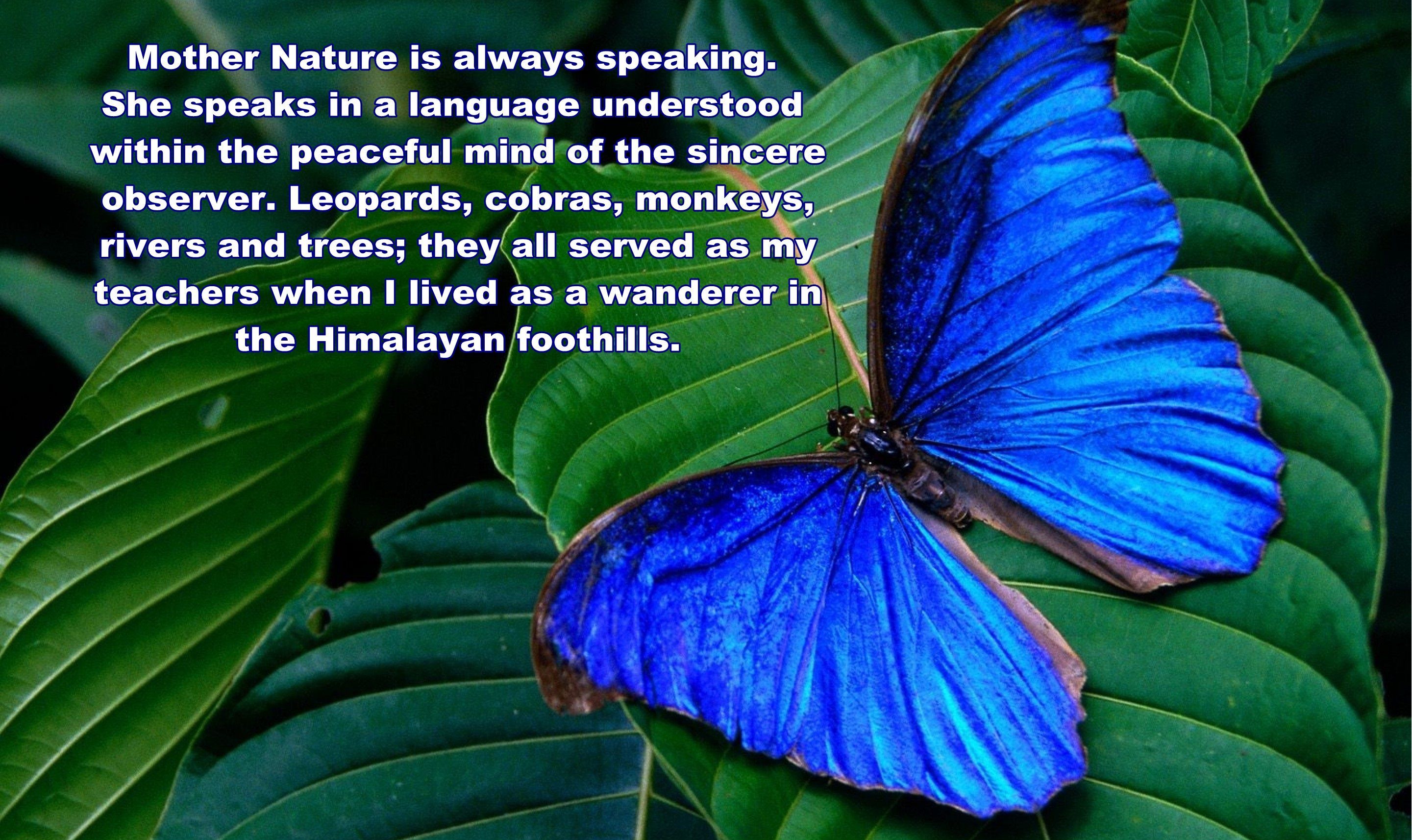 無料モバイル壁紙蝶, 葉, その他, 青い, 見積もり, 声明をダウンロードします。