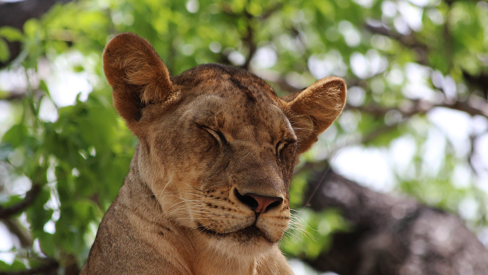 Descarga gratuita de fondo de pantalla para móvil de Animales, Gatos, León.