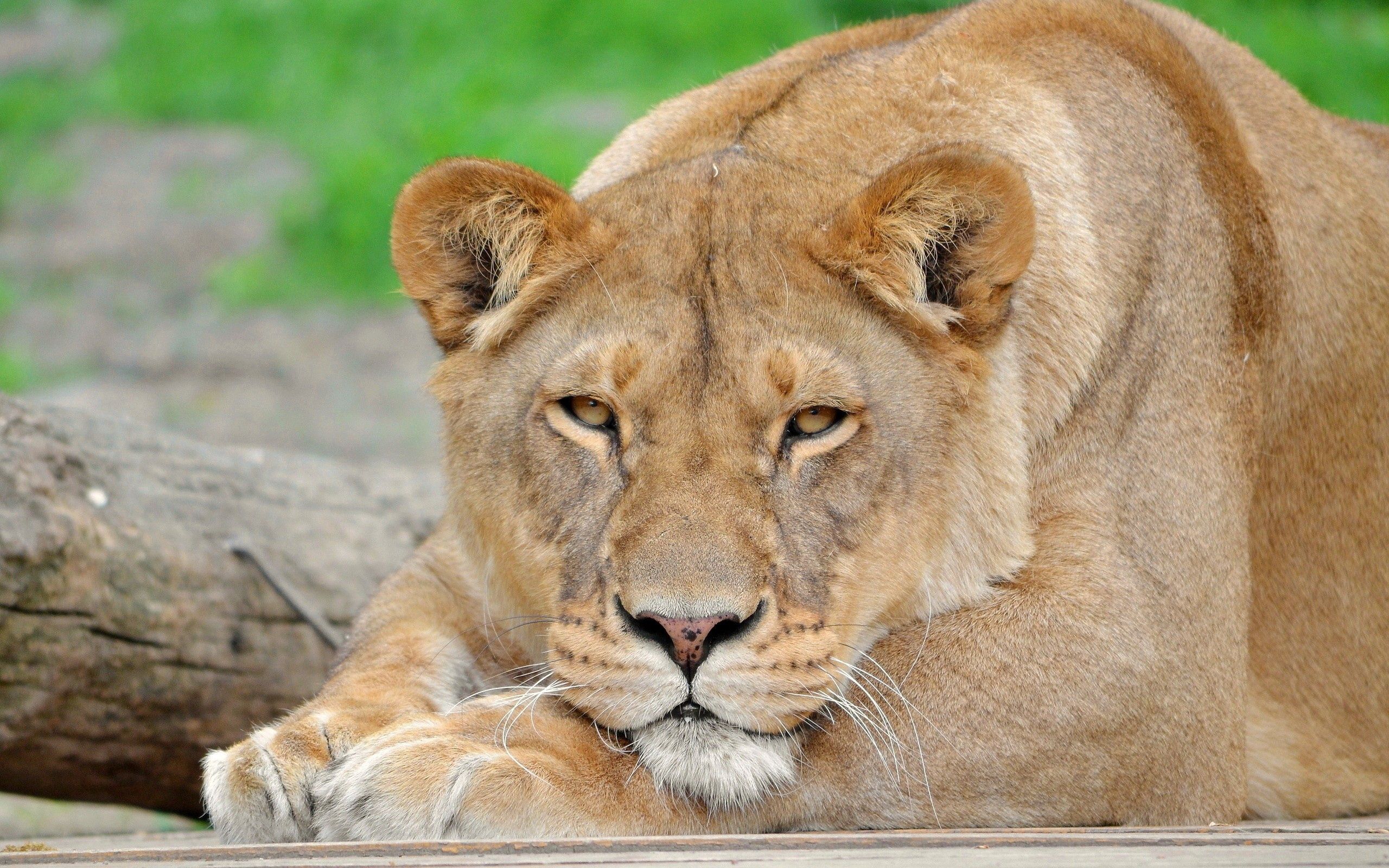 Download mobile wallpaper Sight, Muzzle, Opinion, Animals, Big Cat, Lion for free.