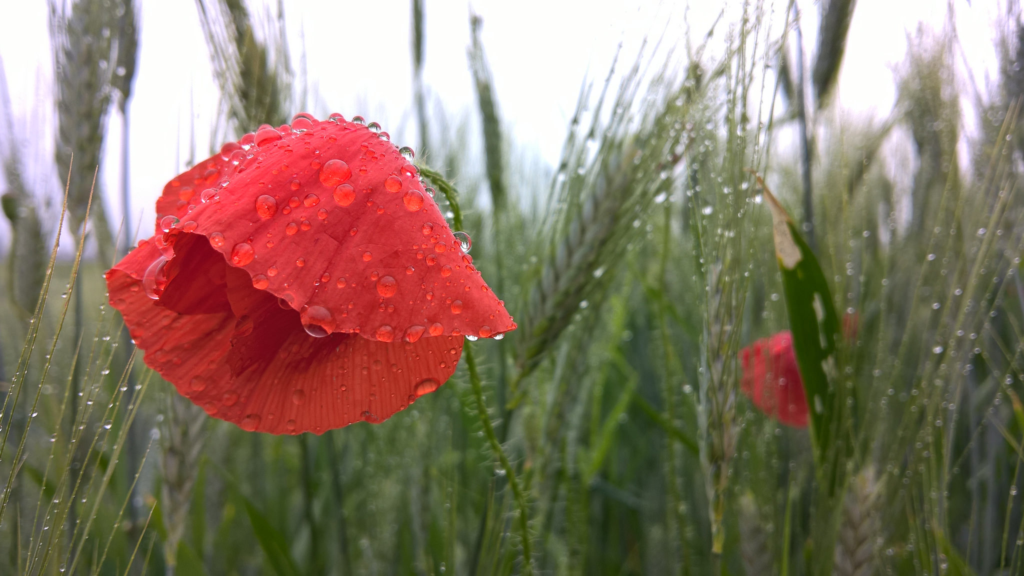 Download mobile wallpaper Poppy, Red Flower, Water Drop, Flowers, Nature, Flower, Earth for free.
