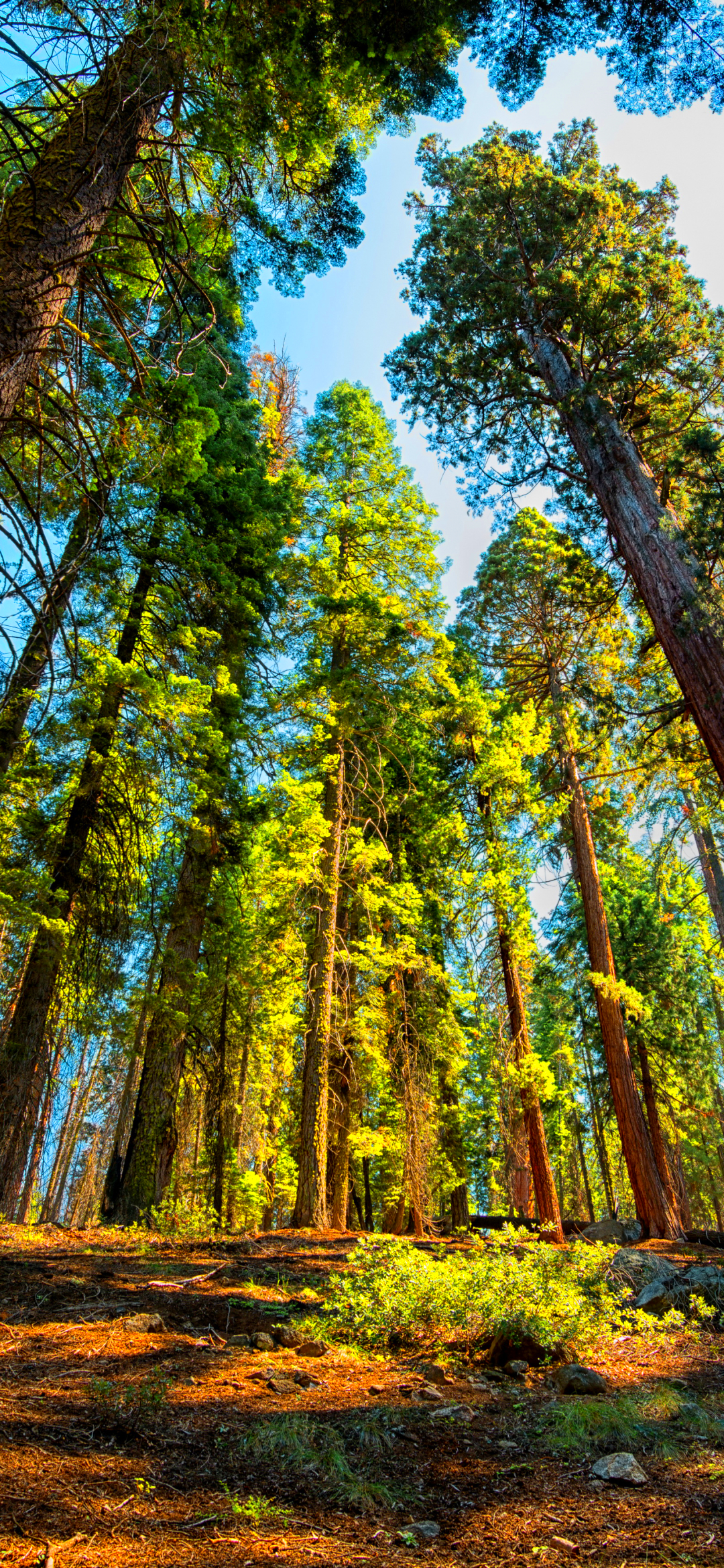 Скачать картинку Лес, Дерево, Секвойя, Земля/природа в телефон бесплатно.