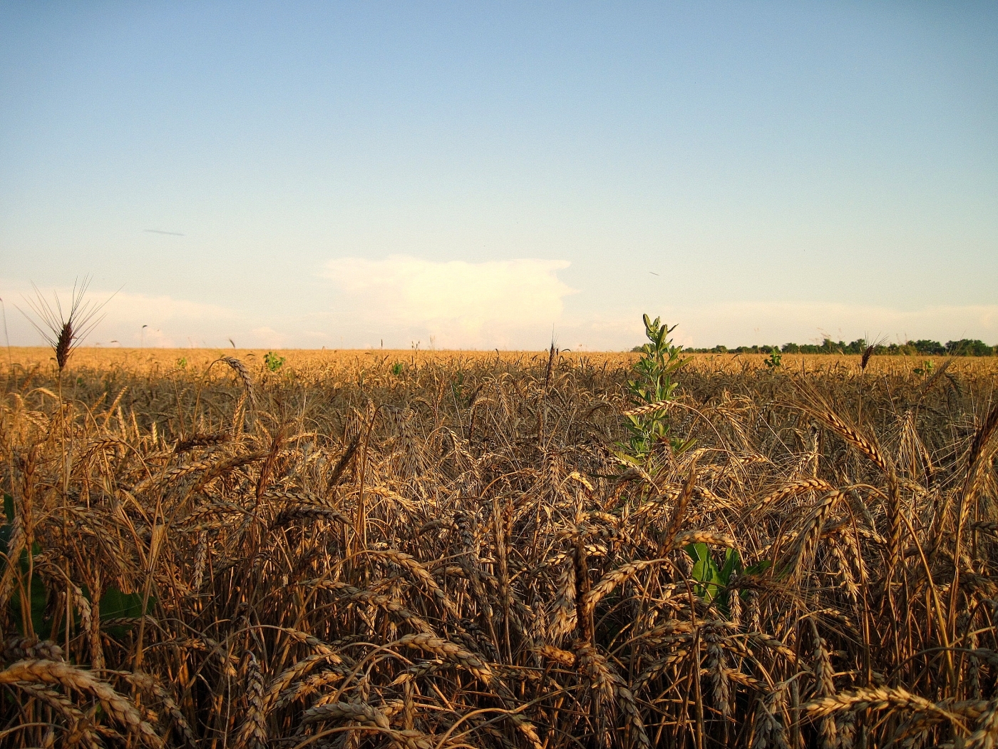 wheat, landscape, fields phone background