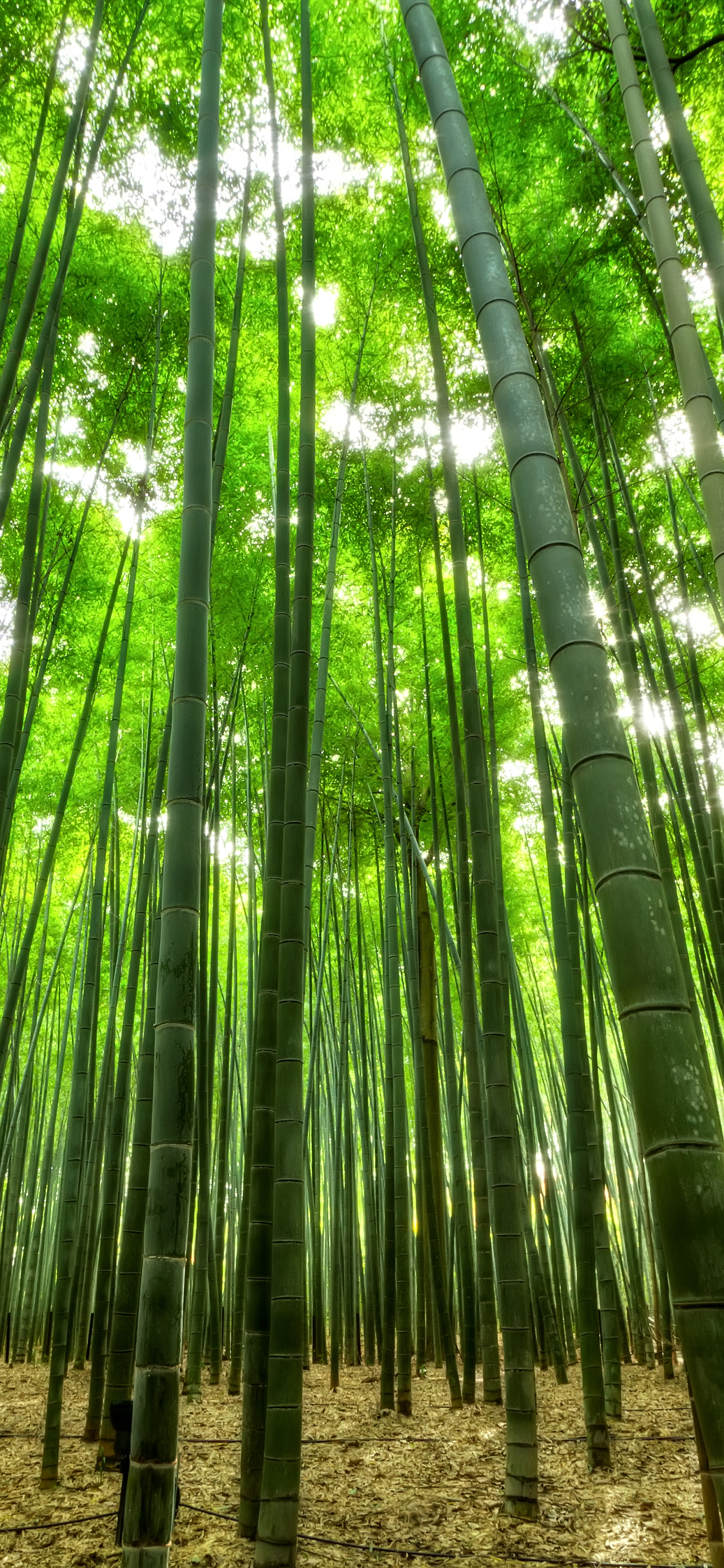 Скачать картинку Бамбук, Япония, Земля/природа в телефон бесплатно.