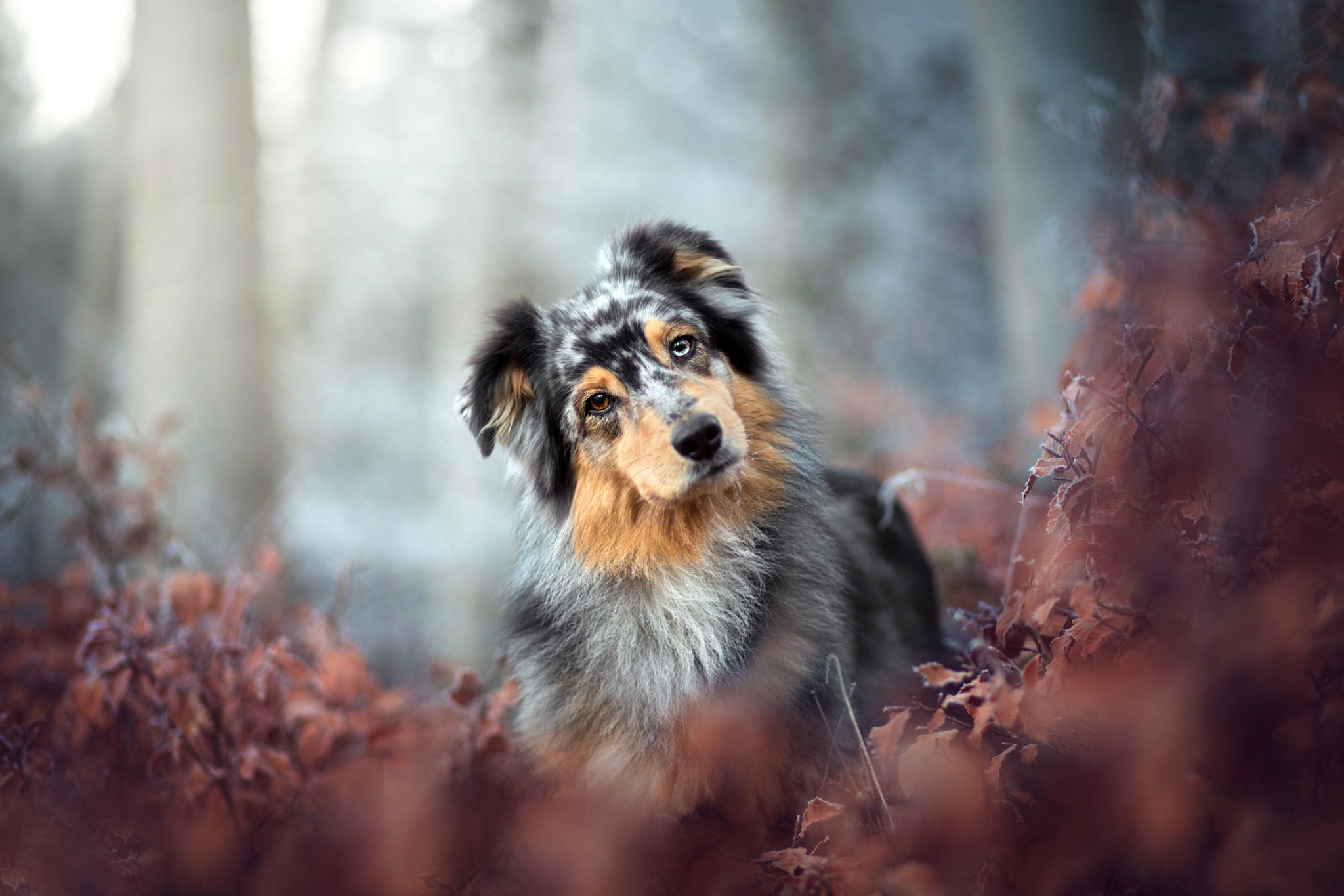 Descarga gratuita de fondo de pantalla para móvil de Animales, Perros, Perro, Pastor Australiano.