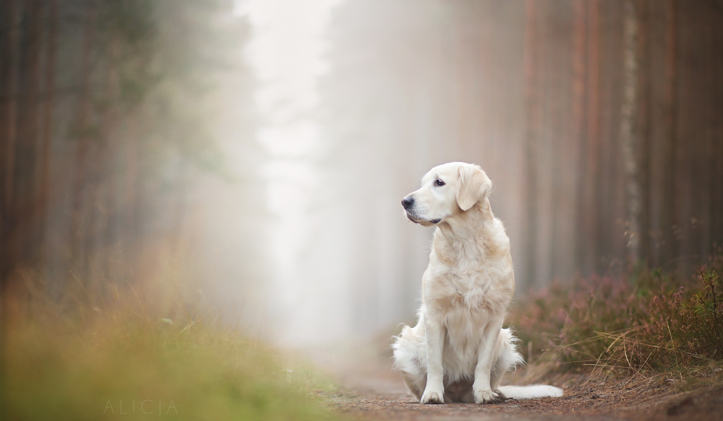 PCデスクトップに動物, 森, 犬, 霧, ラブラドール・レトリバー, 被写界深度画像を無料でダウンロード
