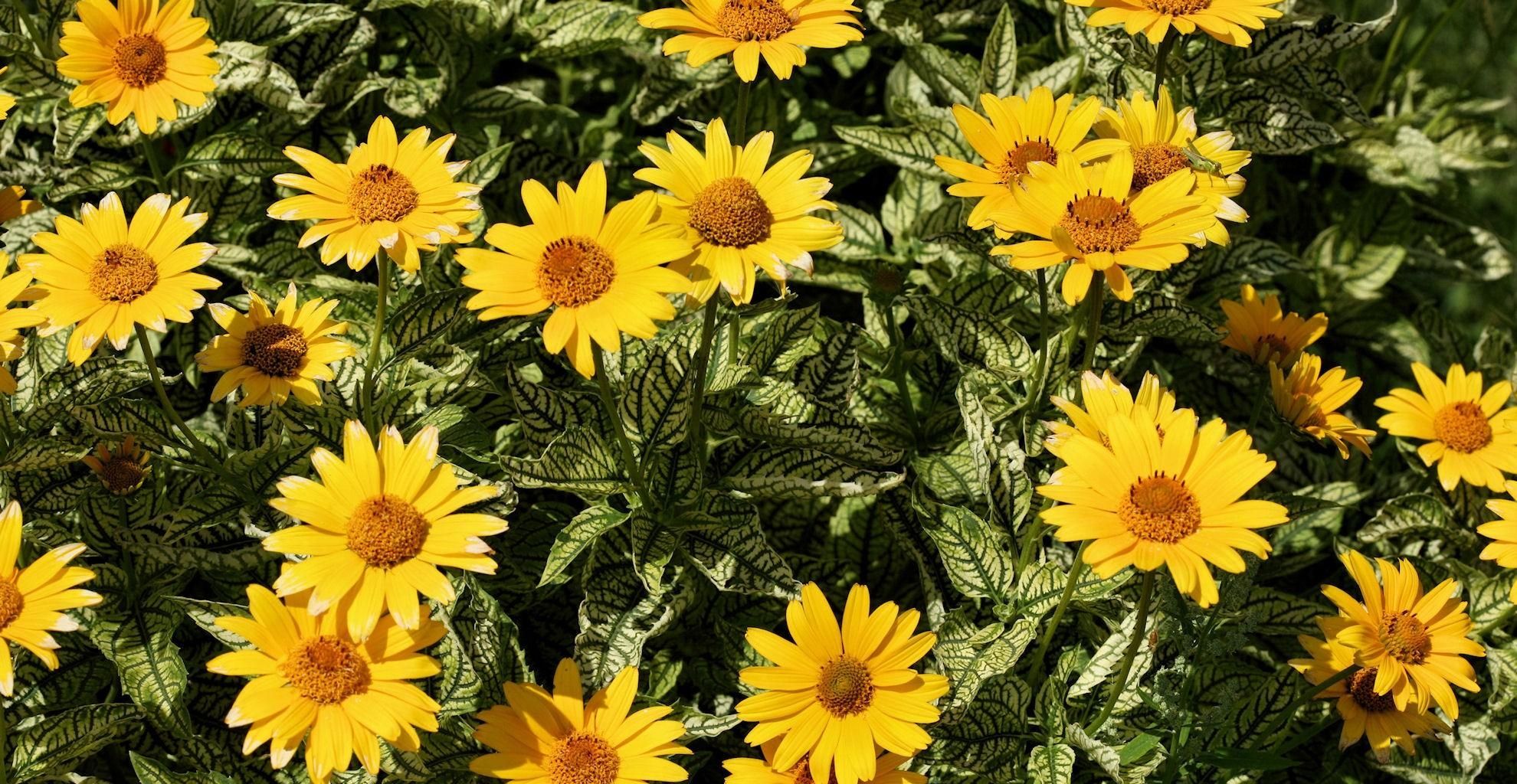 56863 descargar fondo de pantalla flores, amarillo, cama de flores, parterre, soleado: protectores de pantalla e imágenes gratis