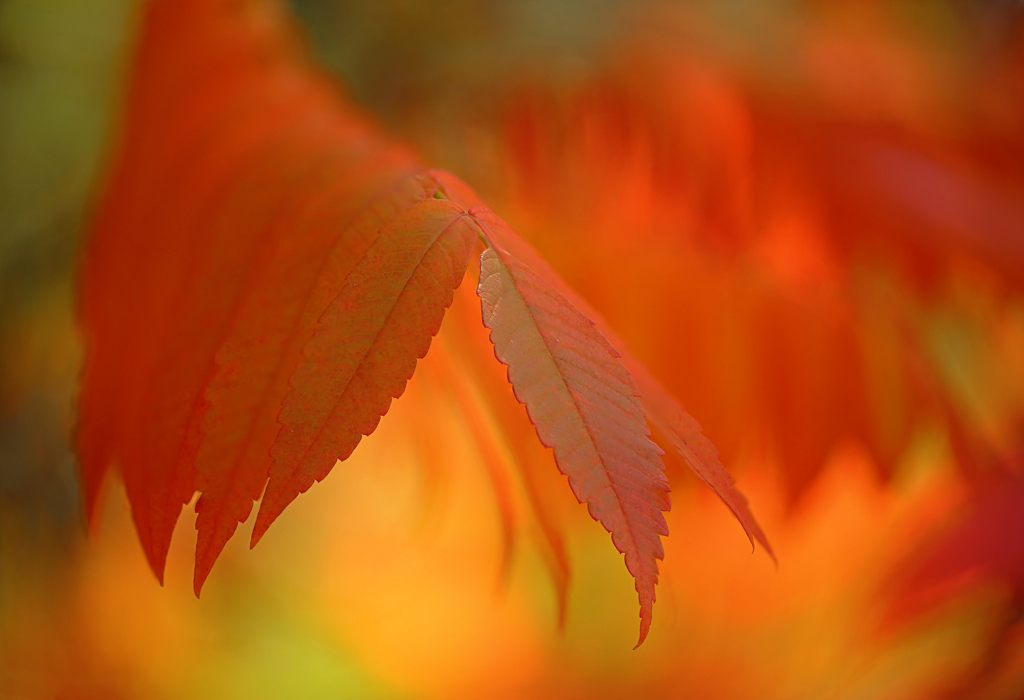 Download mobile wallpaper Nature, Close Up, Leaf, Fall, Earth, Orange (Color) for free.