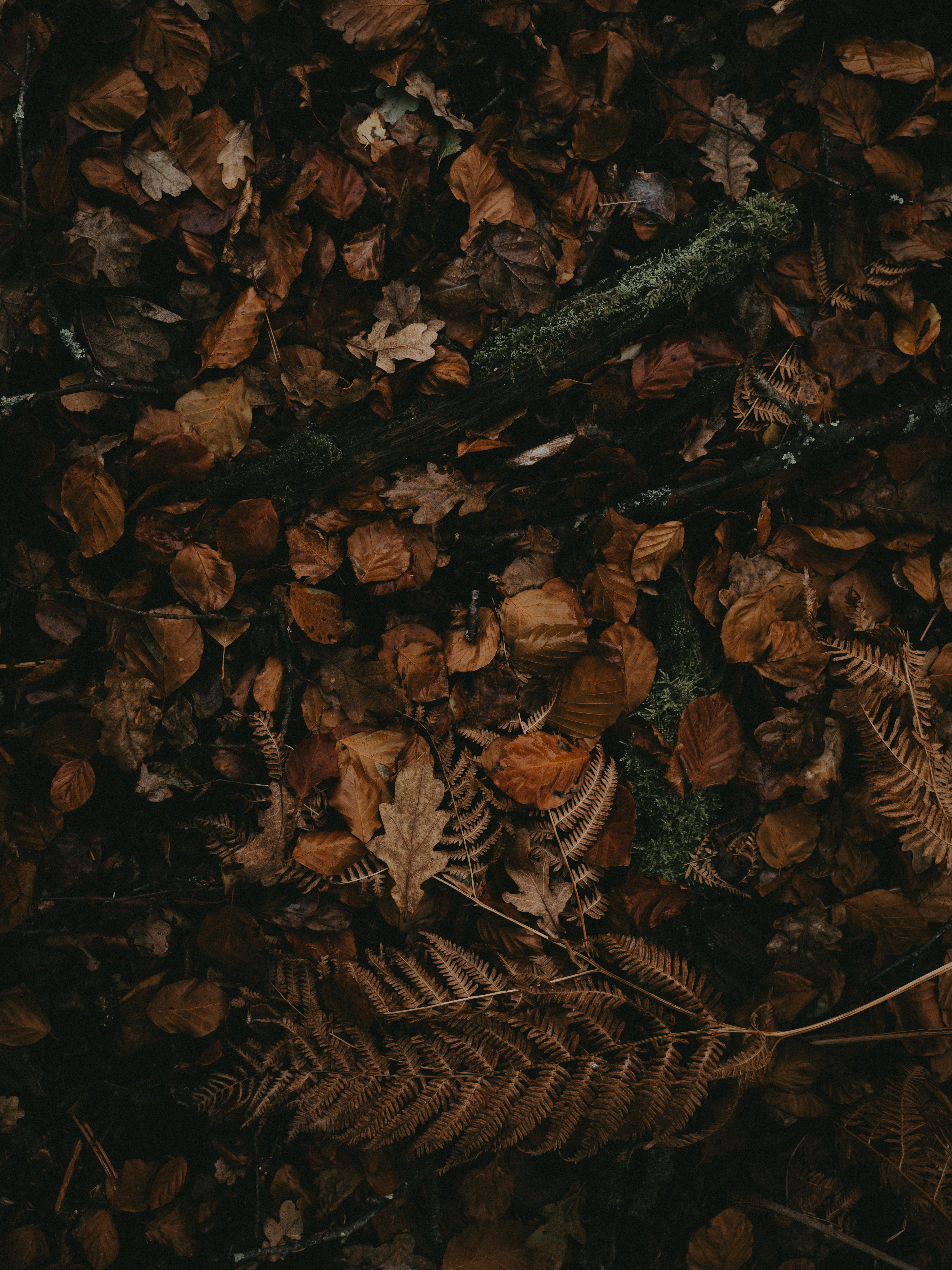 Handy-Wallpaper Natur, Trocken, Blätter, Herbst kostenlos herunterladen.