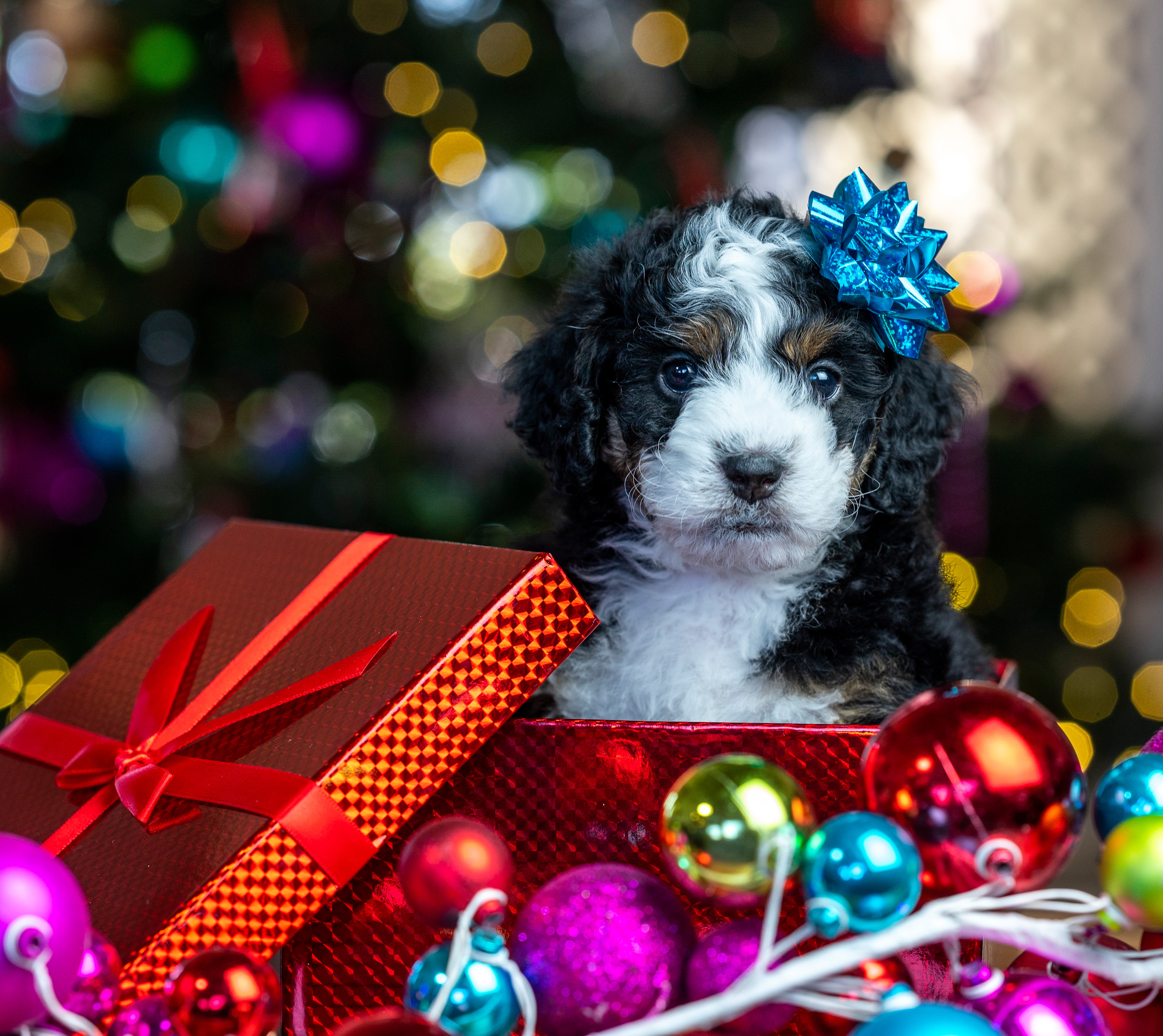 Handy-Wallpaper Tiere, Hunde, Hund, Welpen, Weihnachtsschmuck, Tierbaby kostenlos herunterladen.