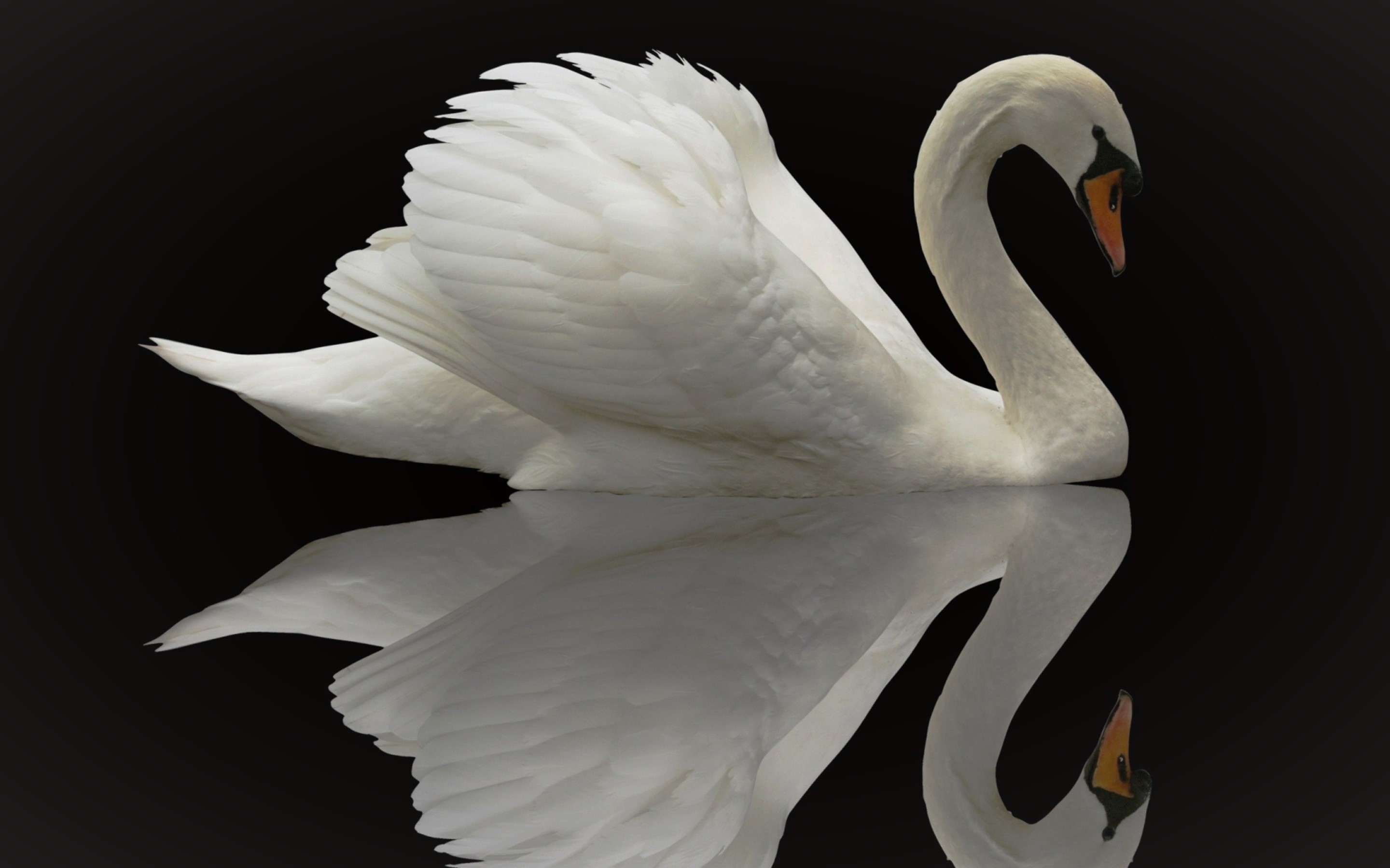 無料モバイル壁紙動物, 鳥, 白鳥, 反射, コブハクチョウをダウンロードします。
