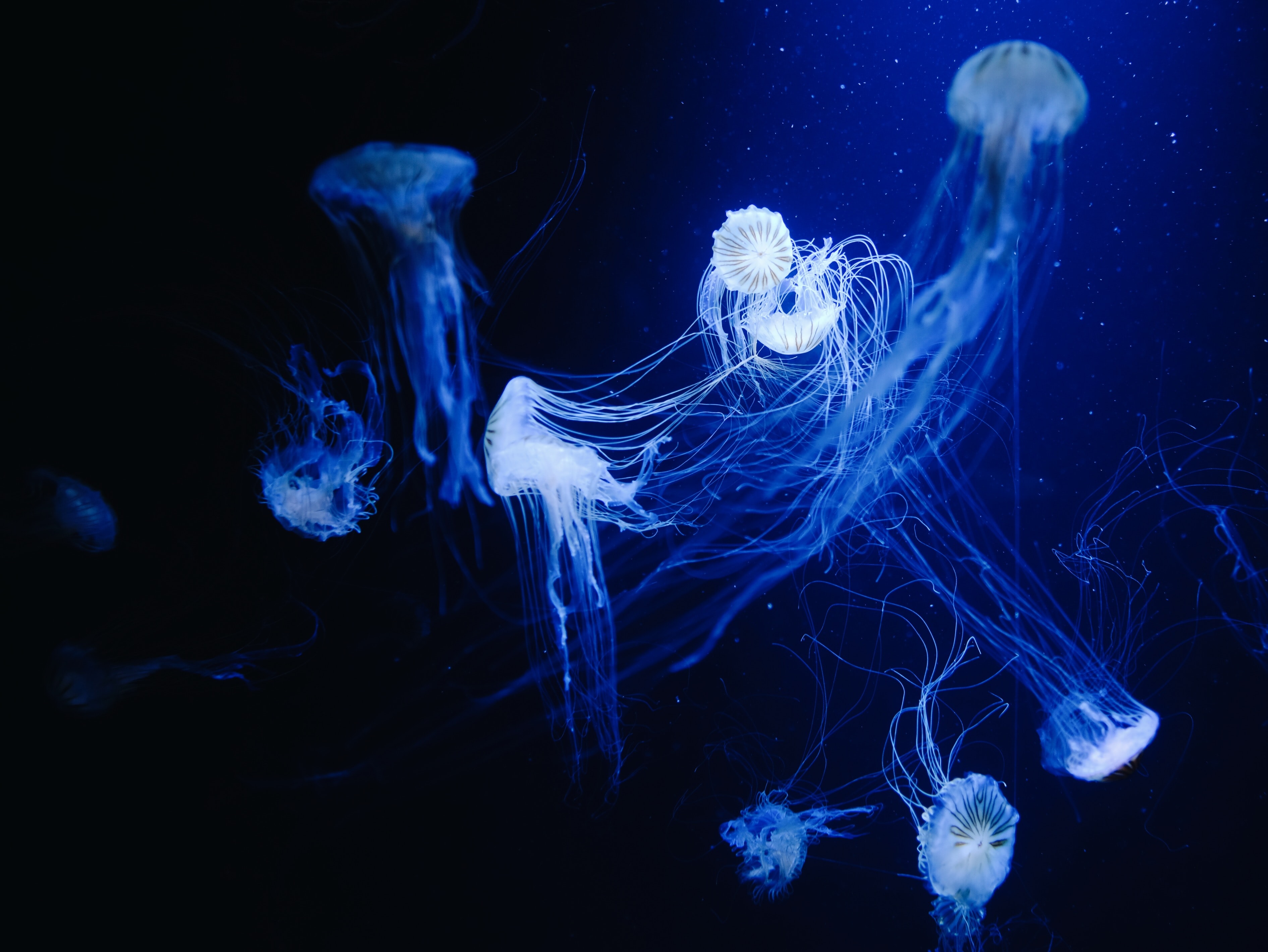 119601 скачать обои синий, вода, медузы, животные, макро, под водой - заставки и картинки бесплатно