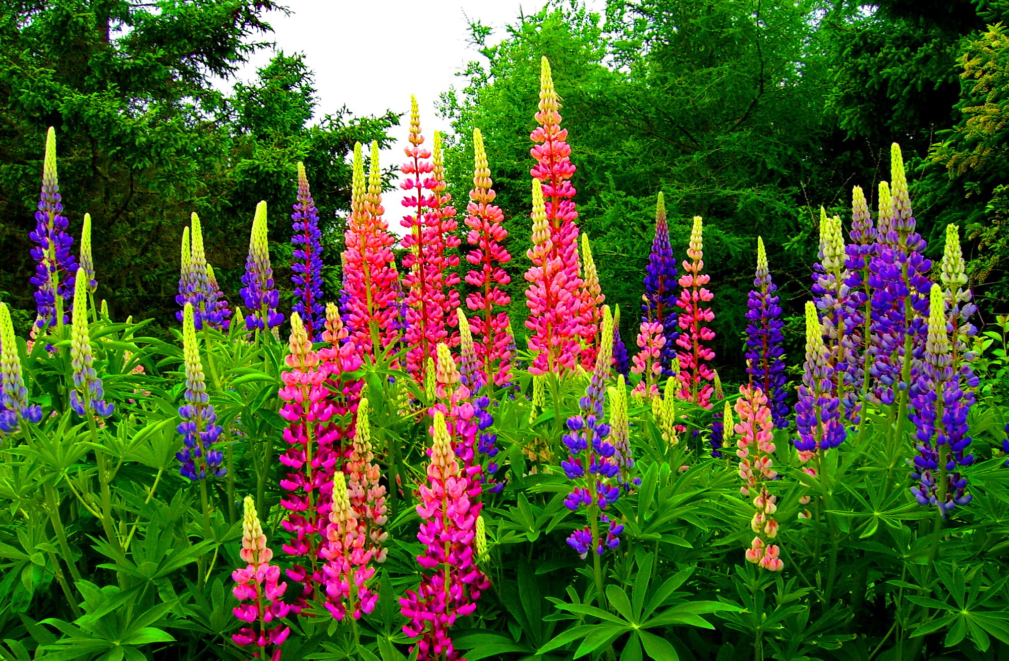Laden Sie das Blume, Lupinen, Lila Blume, Erde/natur, Pinke Blume-Bild kostenlos auf Ihren PC-Desktop herunter