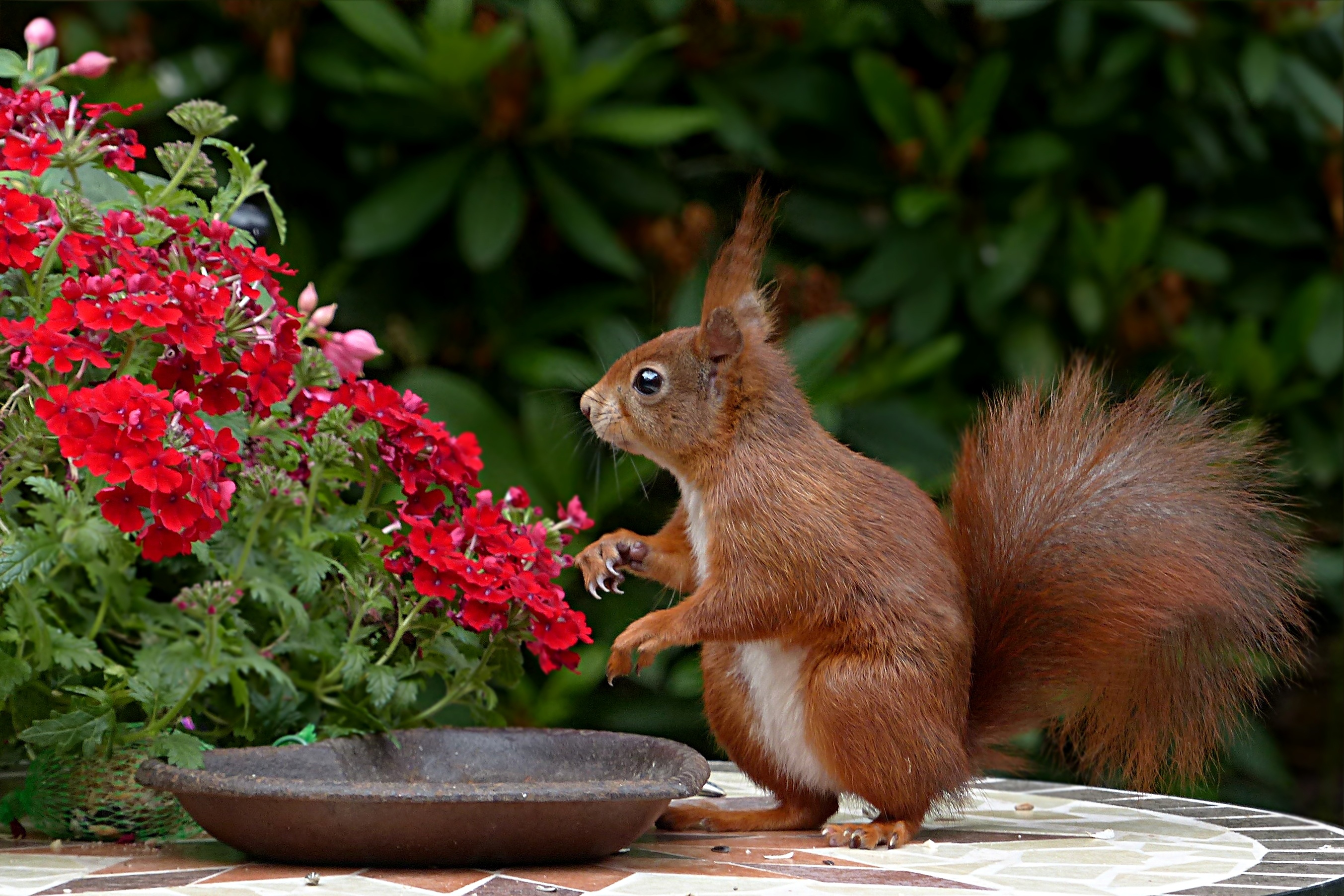 Free download wallpaper Squirrel, Flower, Animal, Rodent on your PC desktop