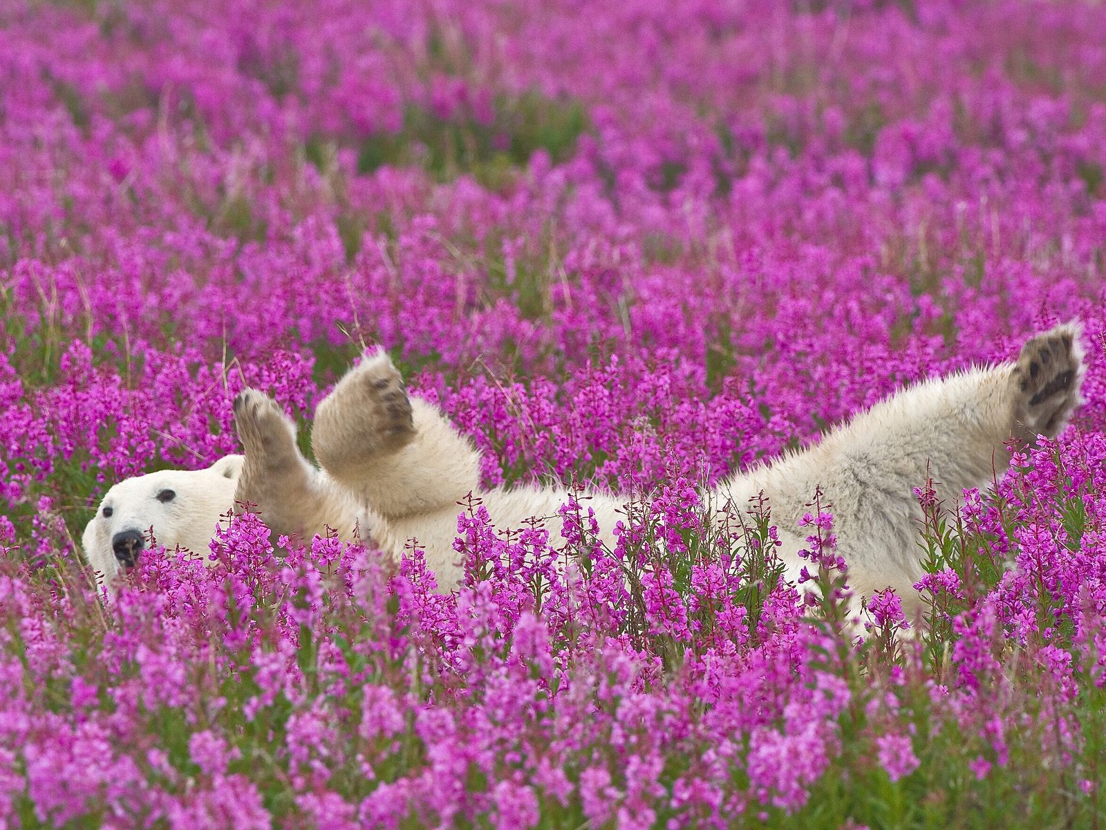 1435453 descargar fondo de pantalla animales, oso polar, flor: protectores de pantalla e imágenes gratis
