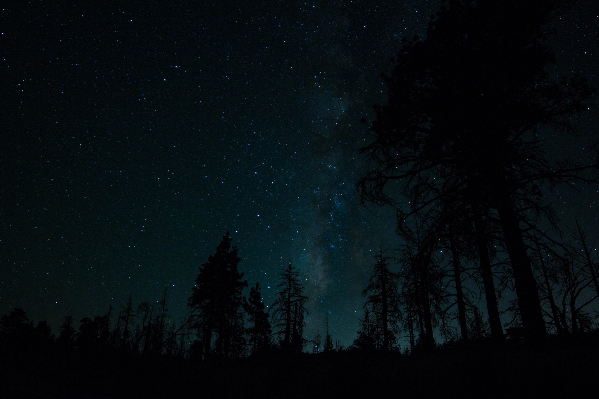 earth, night, forest, silhouette, sky, starry sky, stars, tree