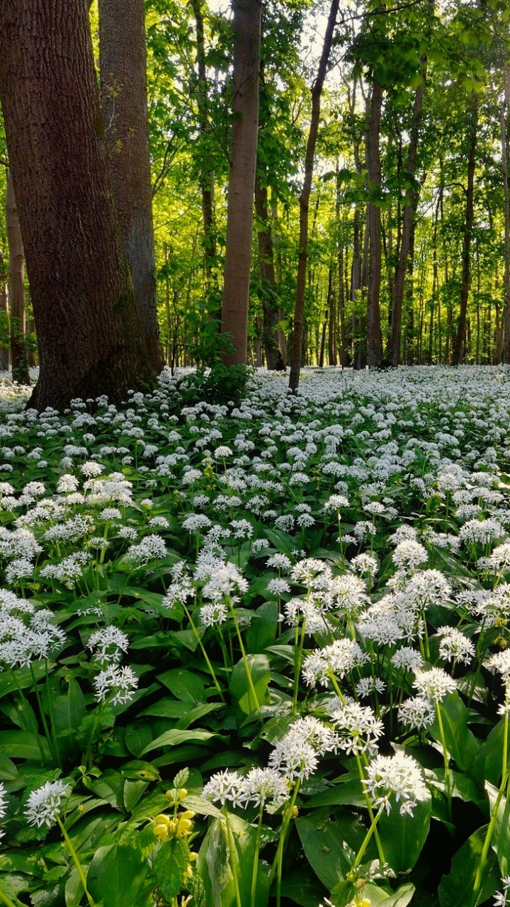 Скачати мобільні шпалери Квітка, Ліс, Дерево, Земля, Біла Квітка безкоштовно.