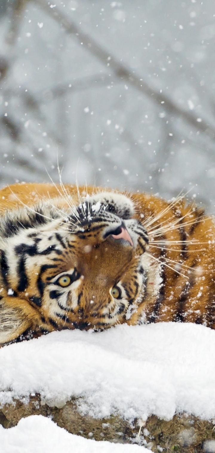 Descarga gratuita de fondo de pantalla para móvil de Animales, Gatos, Nieve, Tigre.