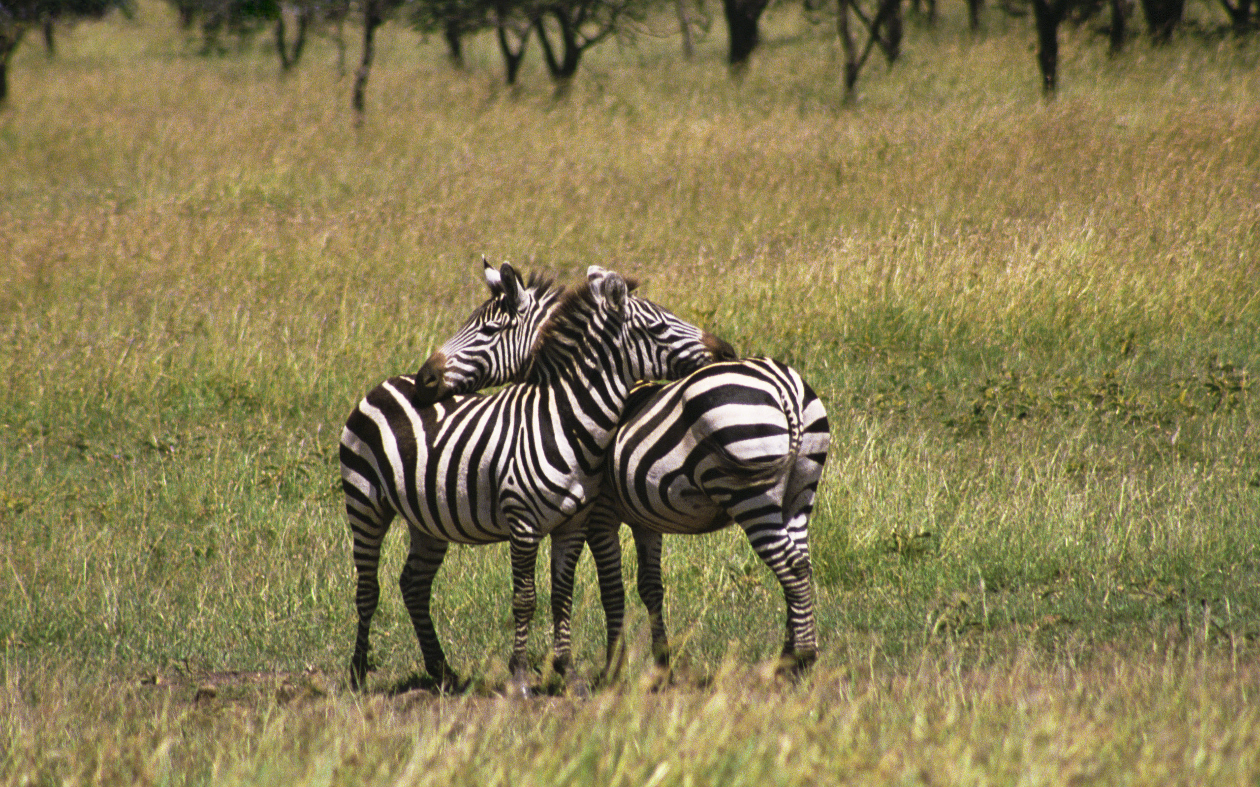 Laden Sie das Tiere, Zebra-Bild kostenlos auf Ihren PC-Desktop herunter