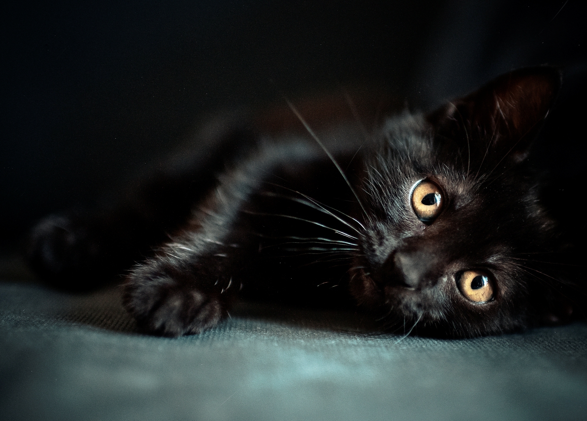 kitty, black, animals, kitten, to lie down, lie
