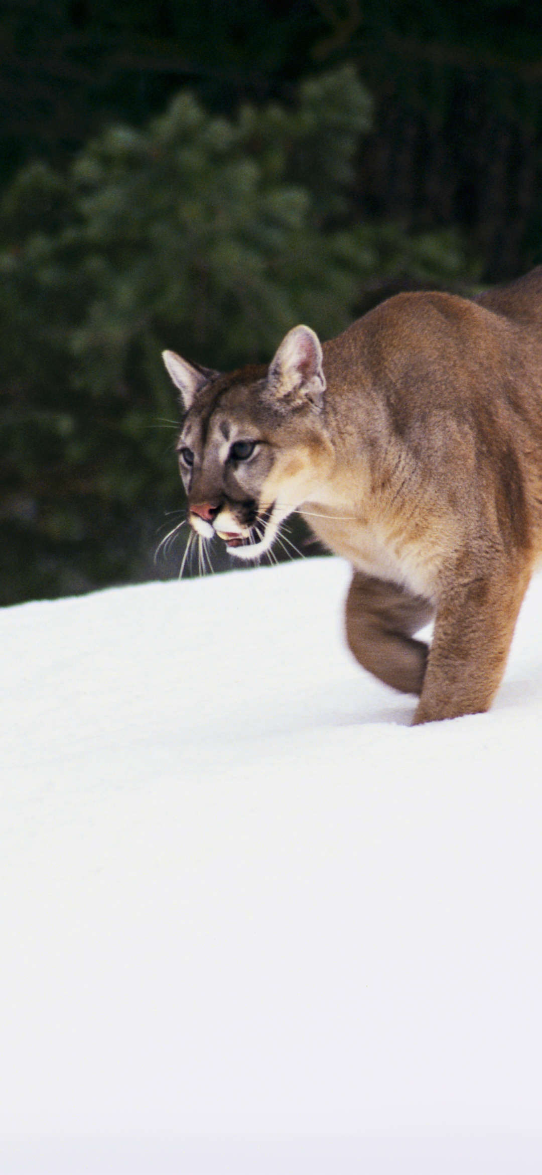 Download mobile wallpaper Cougar, Cats, Animal for free.