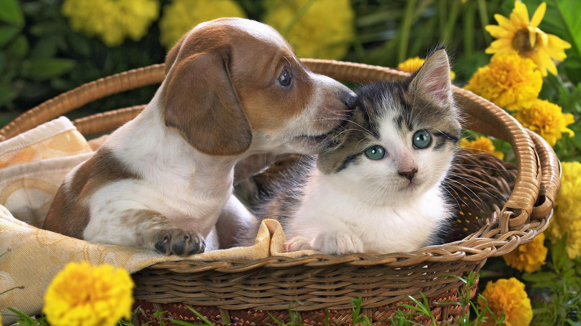 Download mobile wallpaper Flower, Cat, Kitten, Dog, Animal, Puppy, Basket, Cute, Baby Animal, Cat & Dog for free.