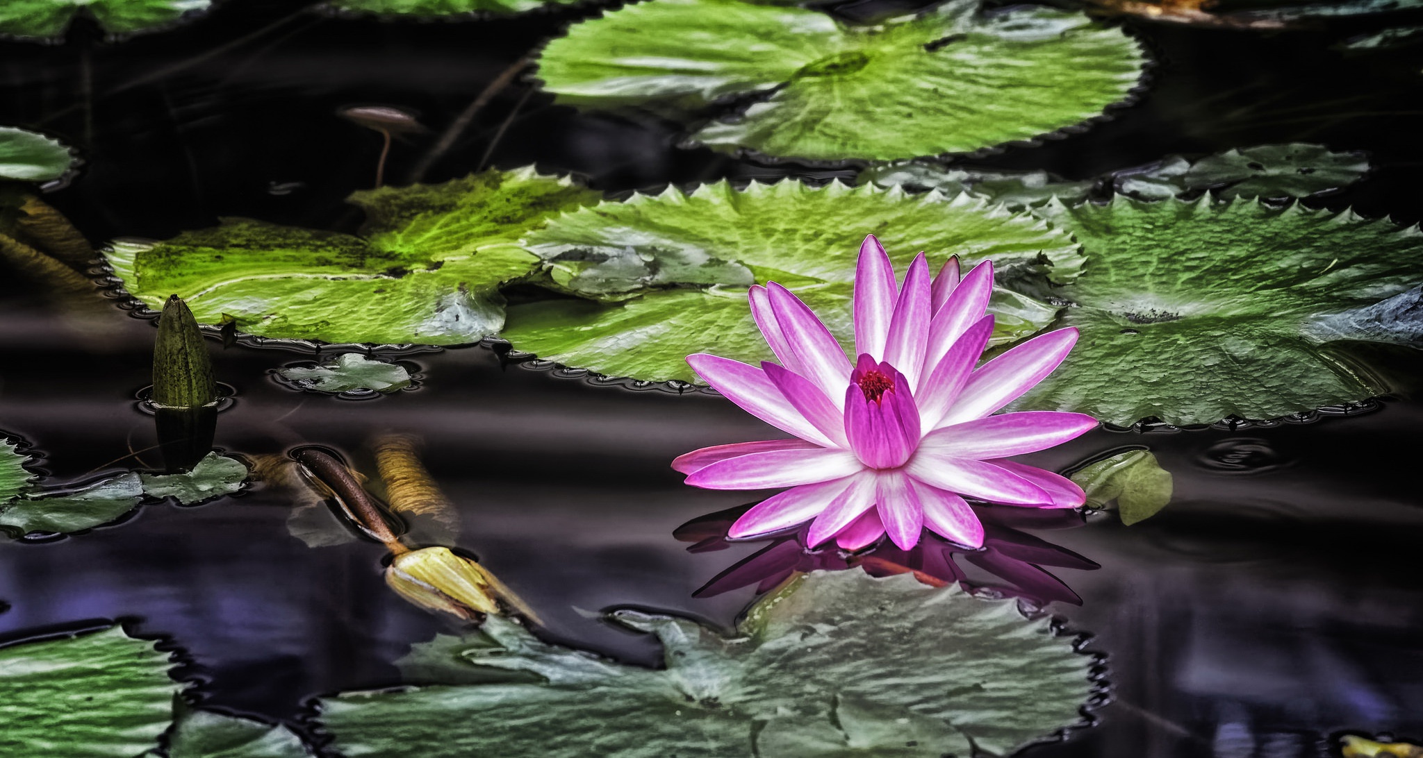 Download mobile wallpaper Nature, Flowers, Water, Lotus, Flower, Earth, Pink Flower for free.