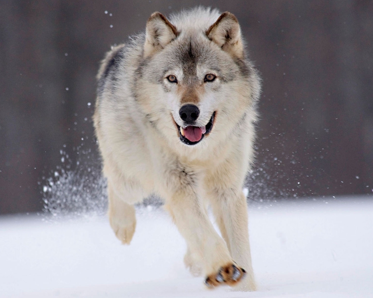 22316 descargar fondo de pantalla lobos, animales, gris: protectores de pantalla e imágenes gratis