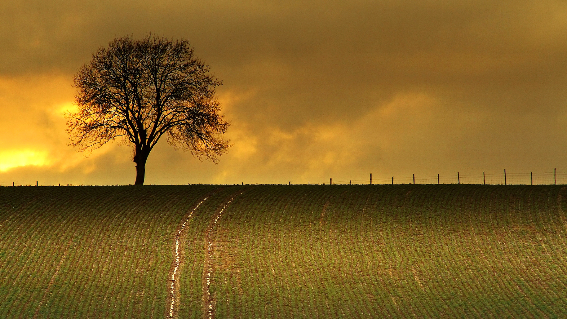 Baixe gratuitamente a imagem Árvore, Terra/natureza na área de trabalho do seu PC