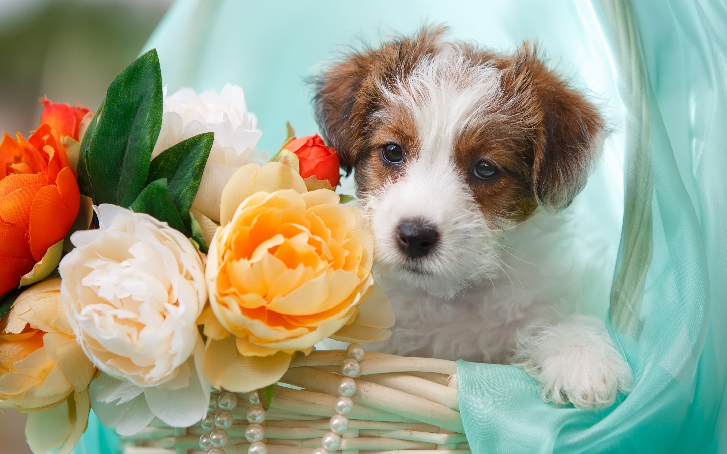 387546 завантажити шпалери тварина, пес, квітка, тер'єр, собаки - заставки і картинки безкоштовно