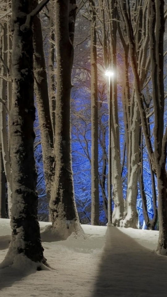 Скачати мобільні шпалери Зима, Сутінки, Сніг, Світло, Ліс, Дерево, Земля безкоштовно.