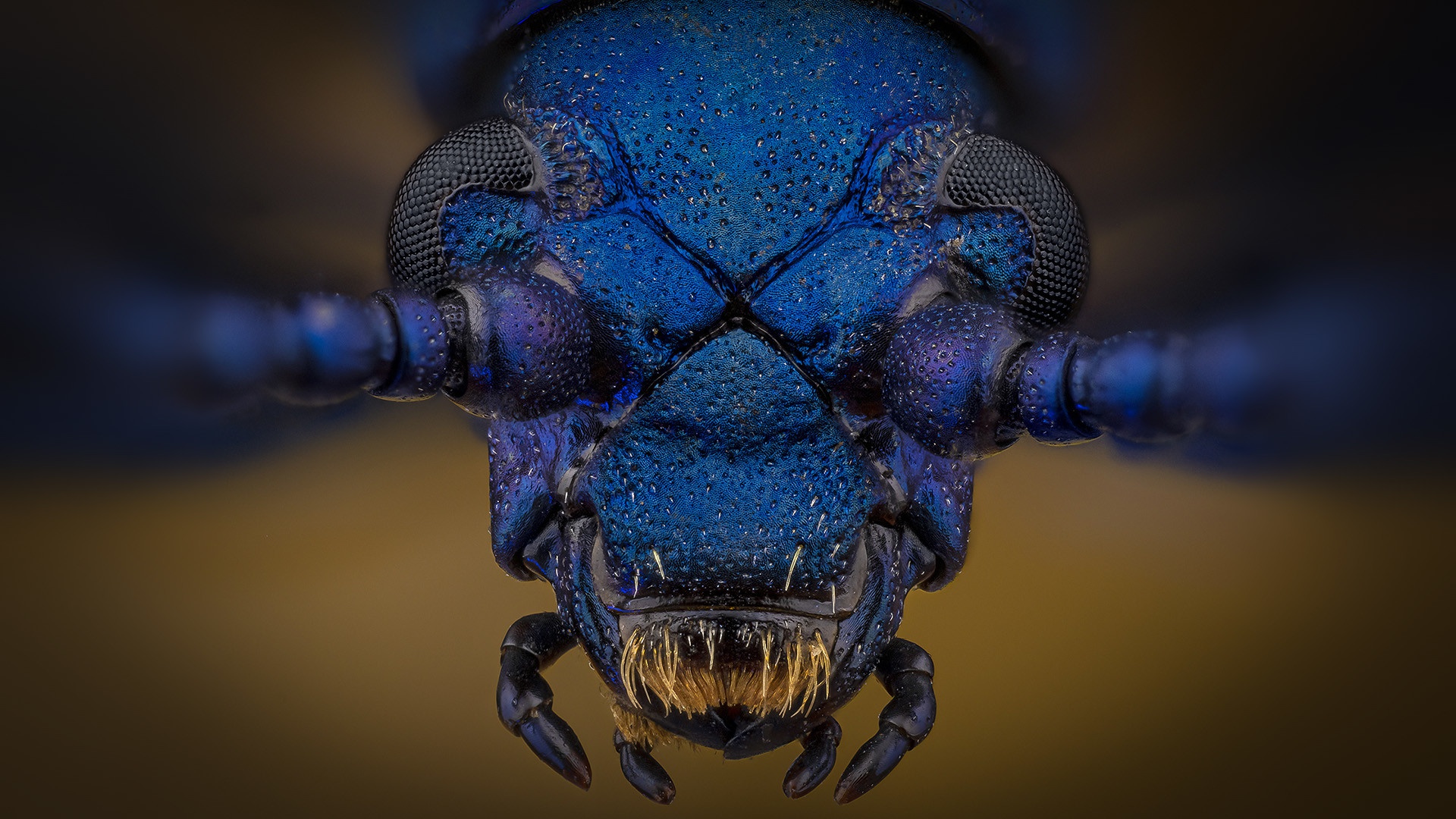Free download wallpaper Macro, Close Up, Insect, Animal, Beetle on your PC desktop