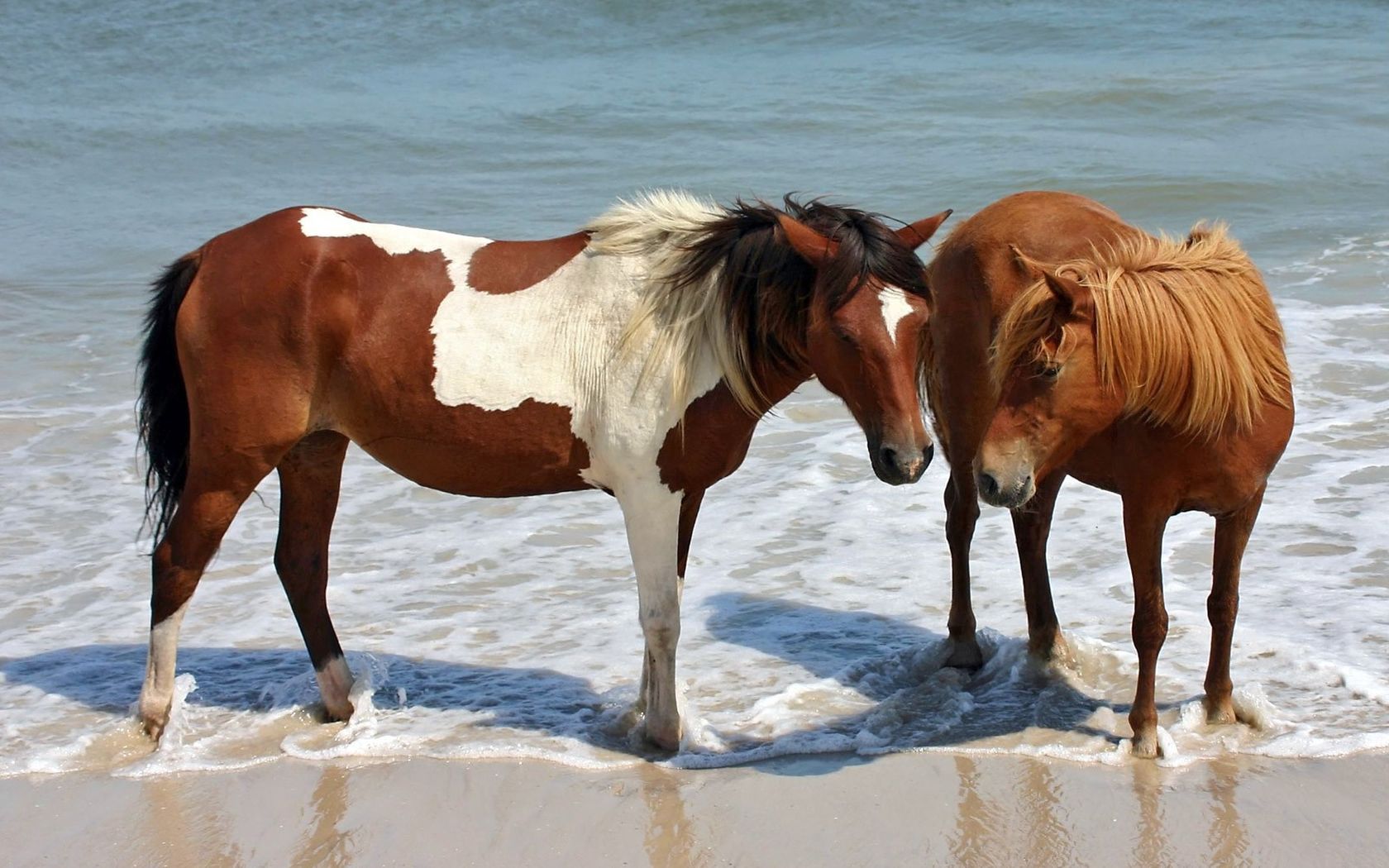 animals, water, couple, pair, spotted, spotty, brown, horse