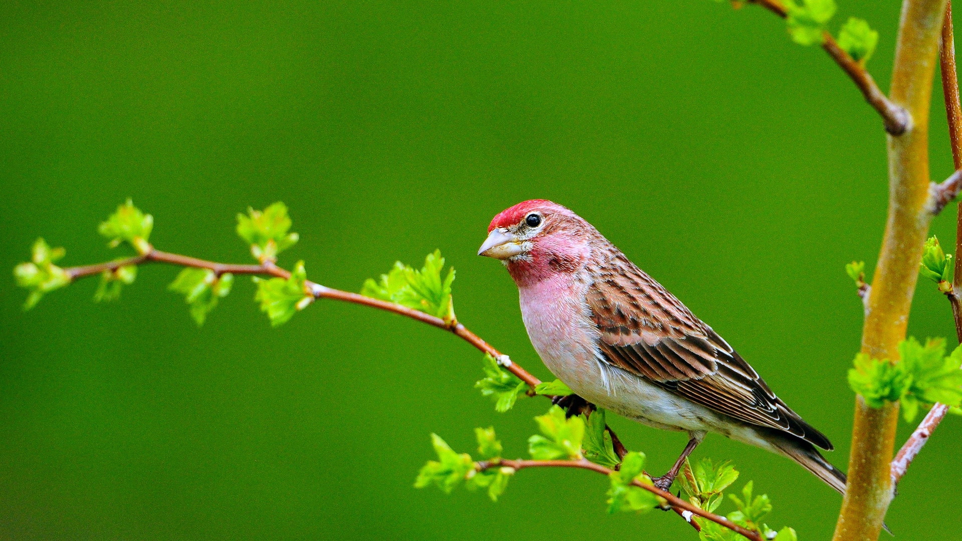 Téléchargez des papiers peints mobile Animaux, Oiseau, Des Oiseaux gratuitement.