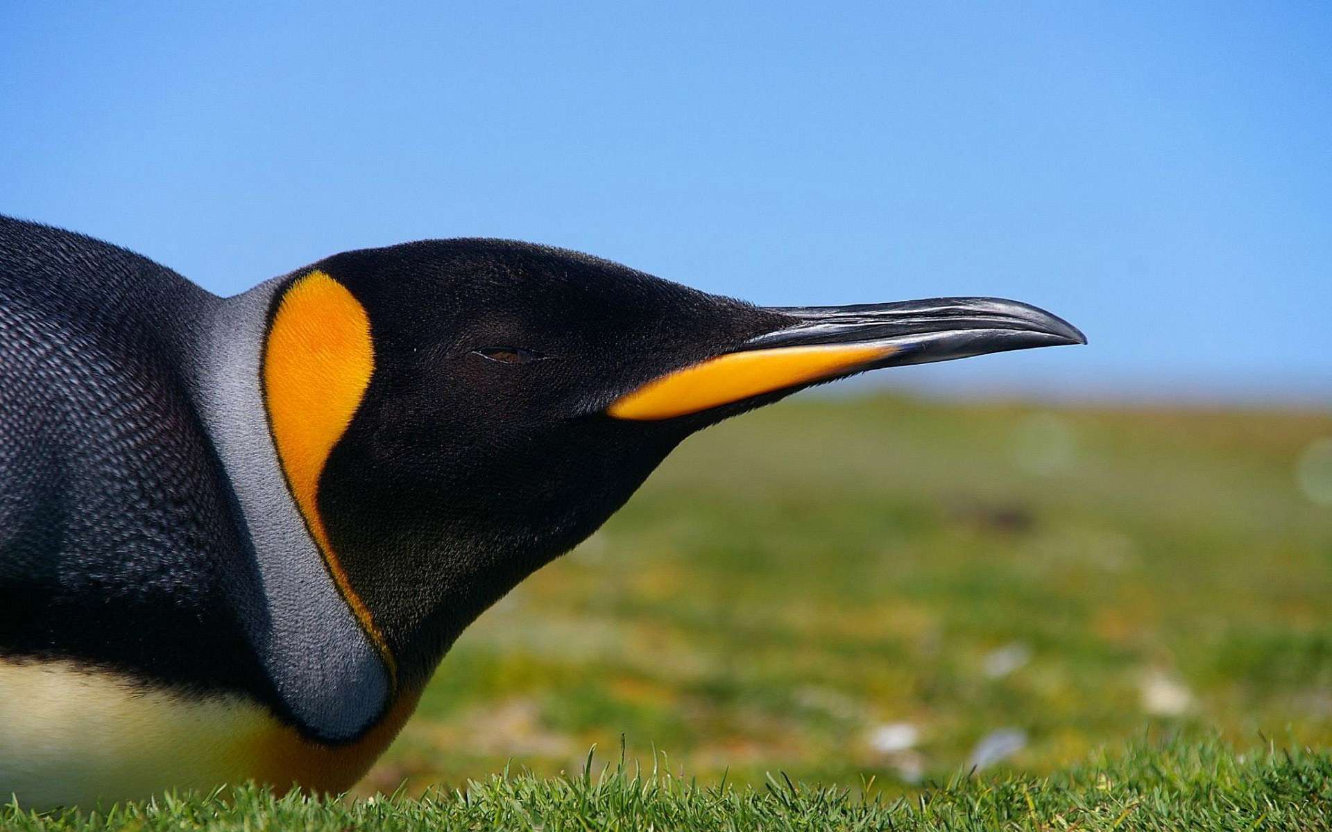 Téléchargez des papiers peints mobile Animaux, Manchot, Des Oiseaux gratuitement.