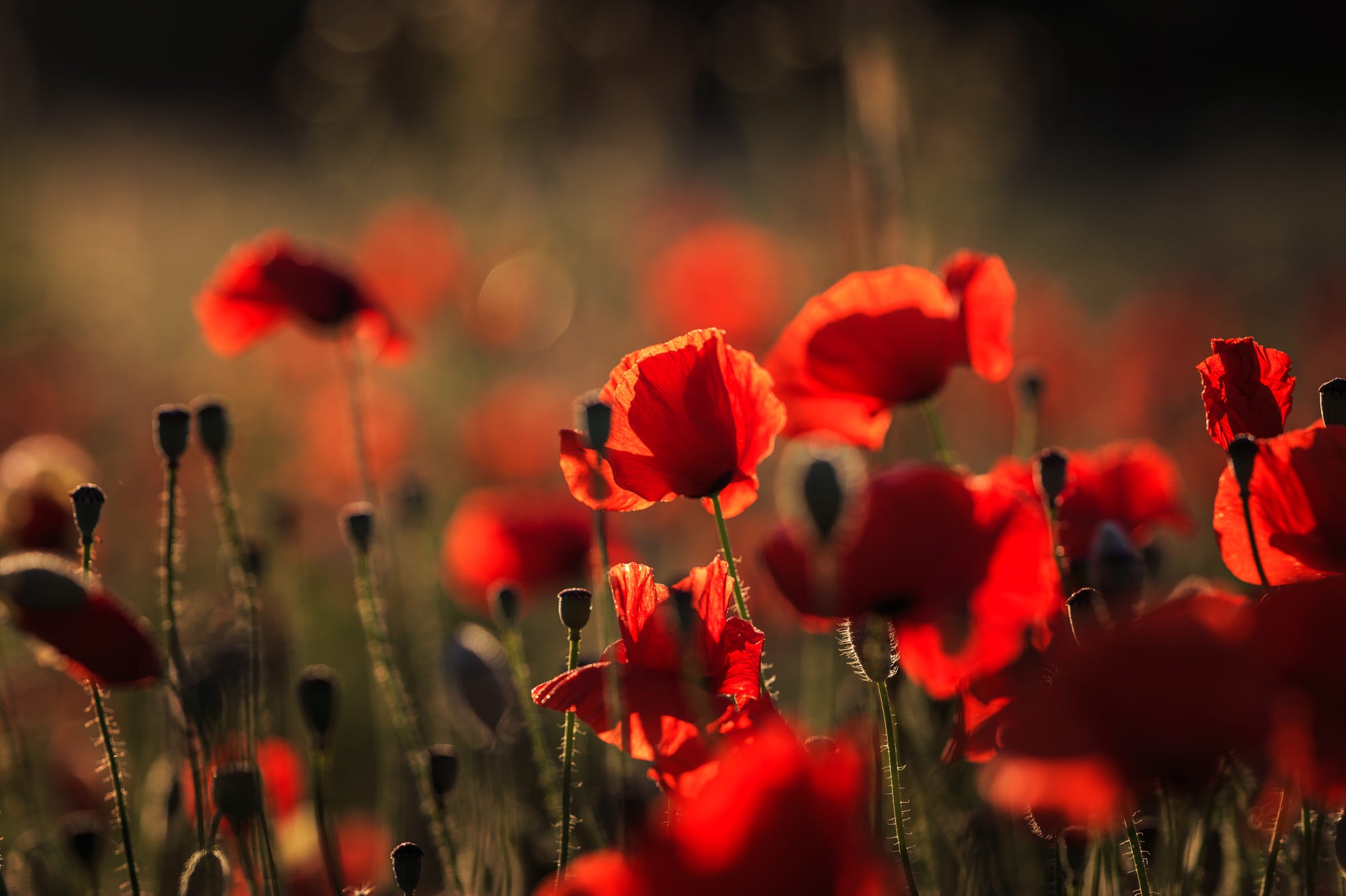 Téléchargez des papiers peints mobile Fleurs, Fleur, Coquelicot, Fleur Rouge, La Nature, Terre/nature gratuitement.