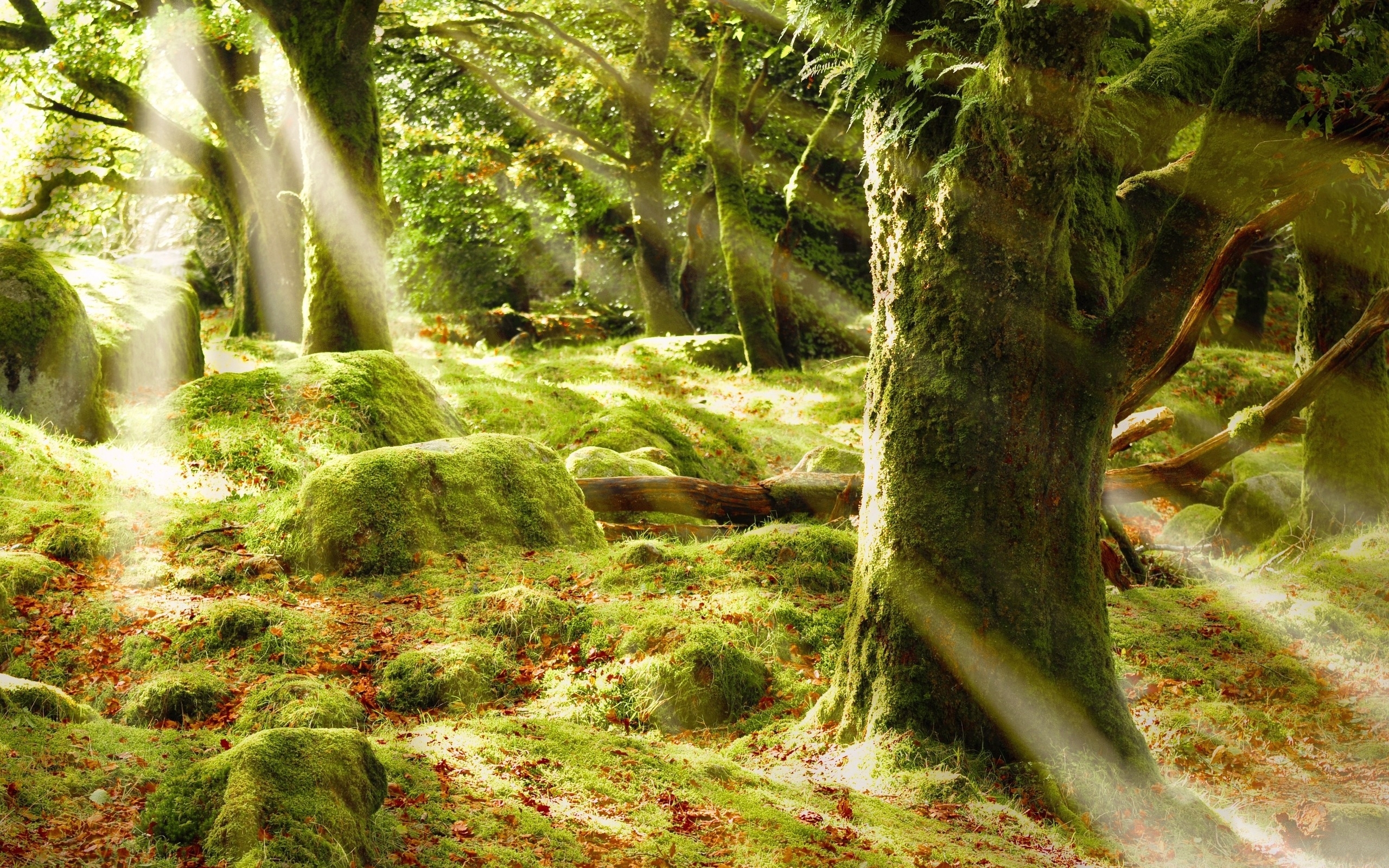 Laden Sie das Landschaft, Bäume-Bild kostenlos auf Ihren PC-Desktop herunter
