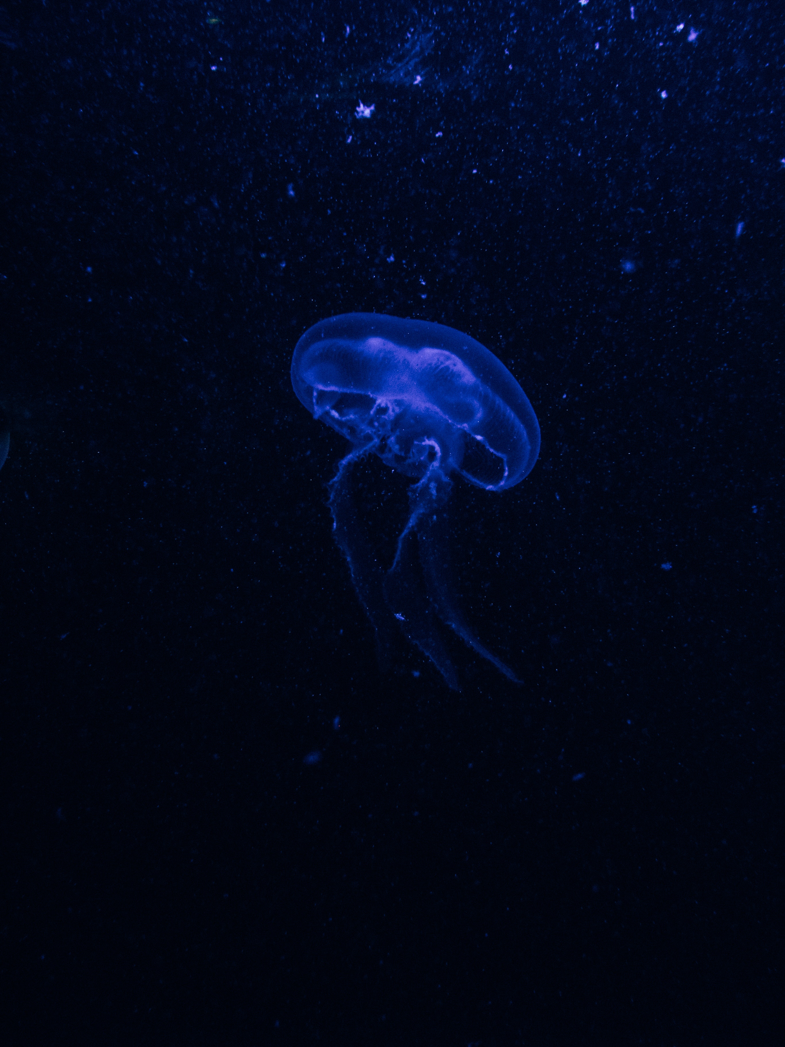 62137 скачать картинку темные, подводный мир, темный, синий, свечение, медуза, фосфор, гидроидная медуза - обои и заставки бесплатно