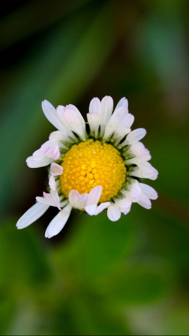 Descarga gratuita de fondo de pantalla para móvil de Flores, Flor, Tierra/naturaleza.