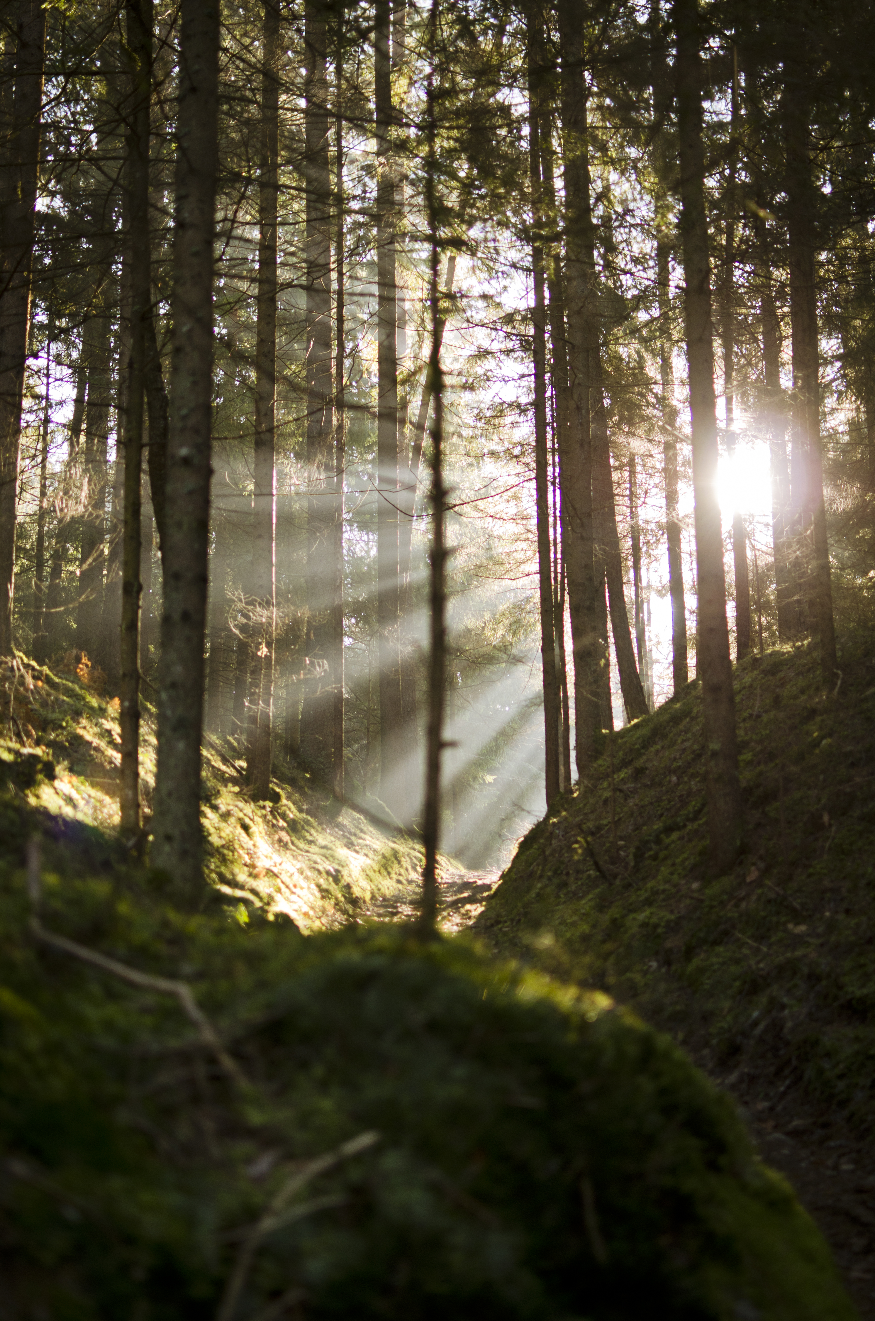 Desktop FHD nature, trees, beams, rays, forest, branches