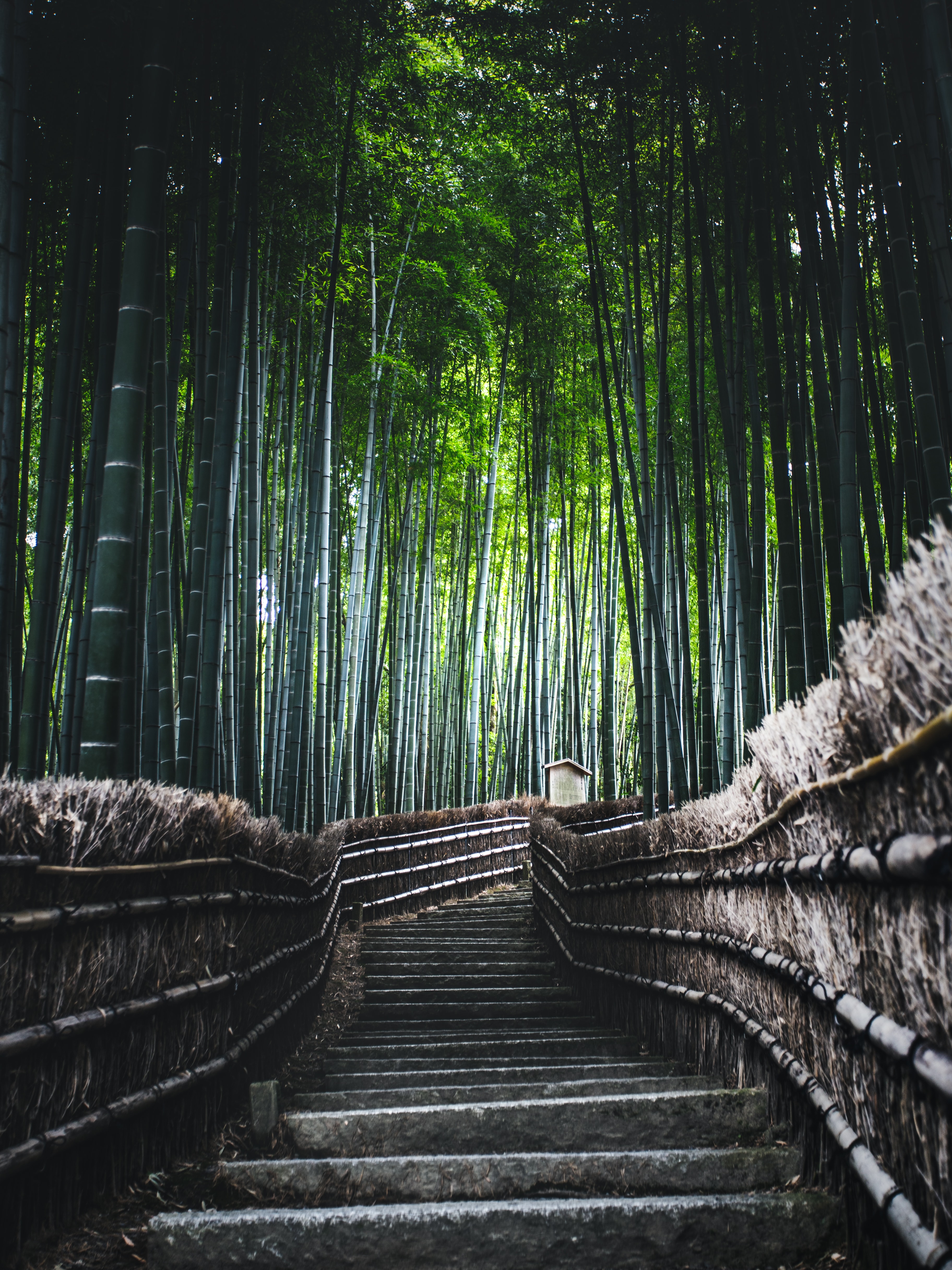 bamboo, nature, forest, trees, stairs, ladder 32K