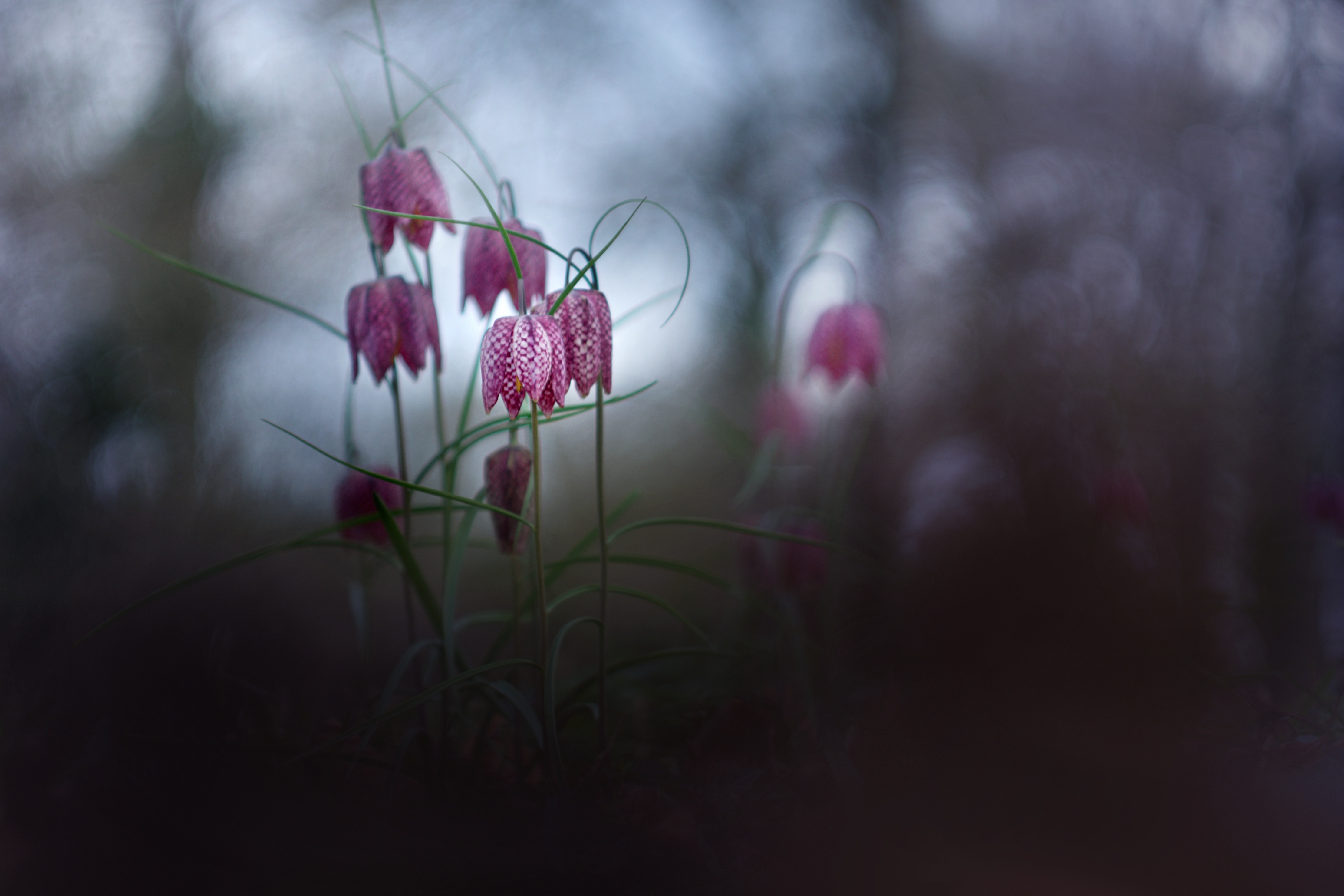 Download mobile wallpaper Nature, Flowers, Flower, Blur, Earth, Lily, Pink Flower for free.