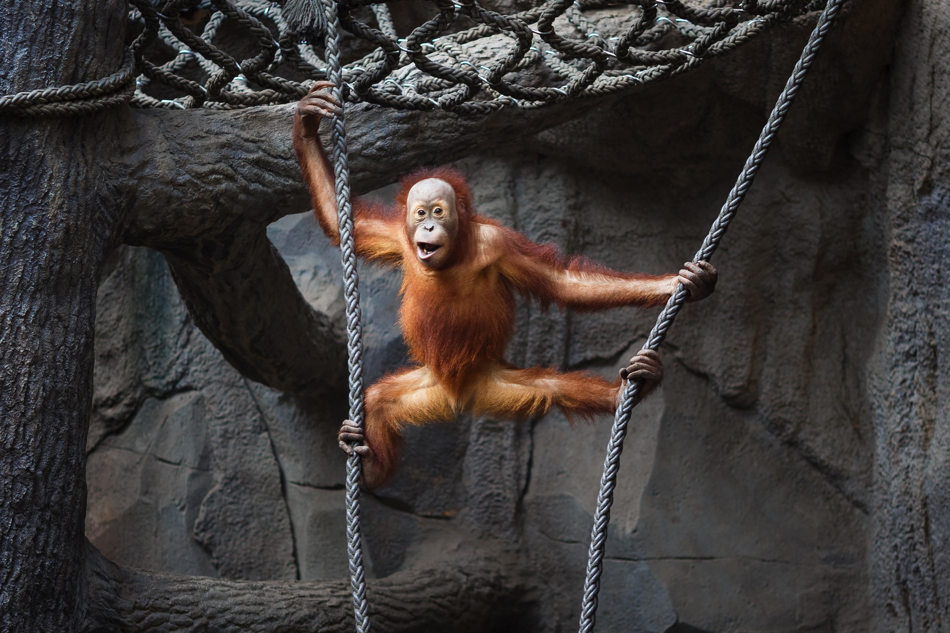 Handy-Wallpaper Tiere, Affen, Orang Utan kostenlos herunterladen.