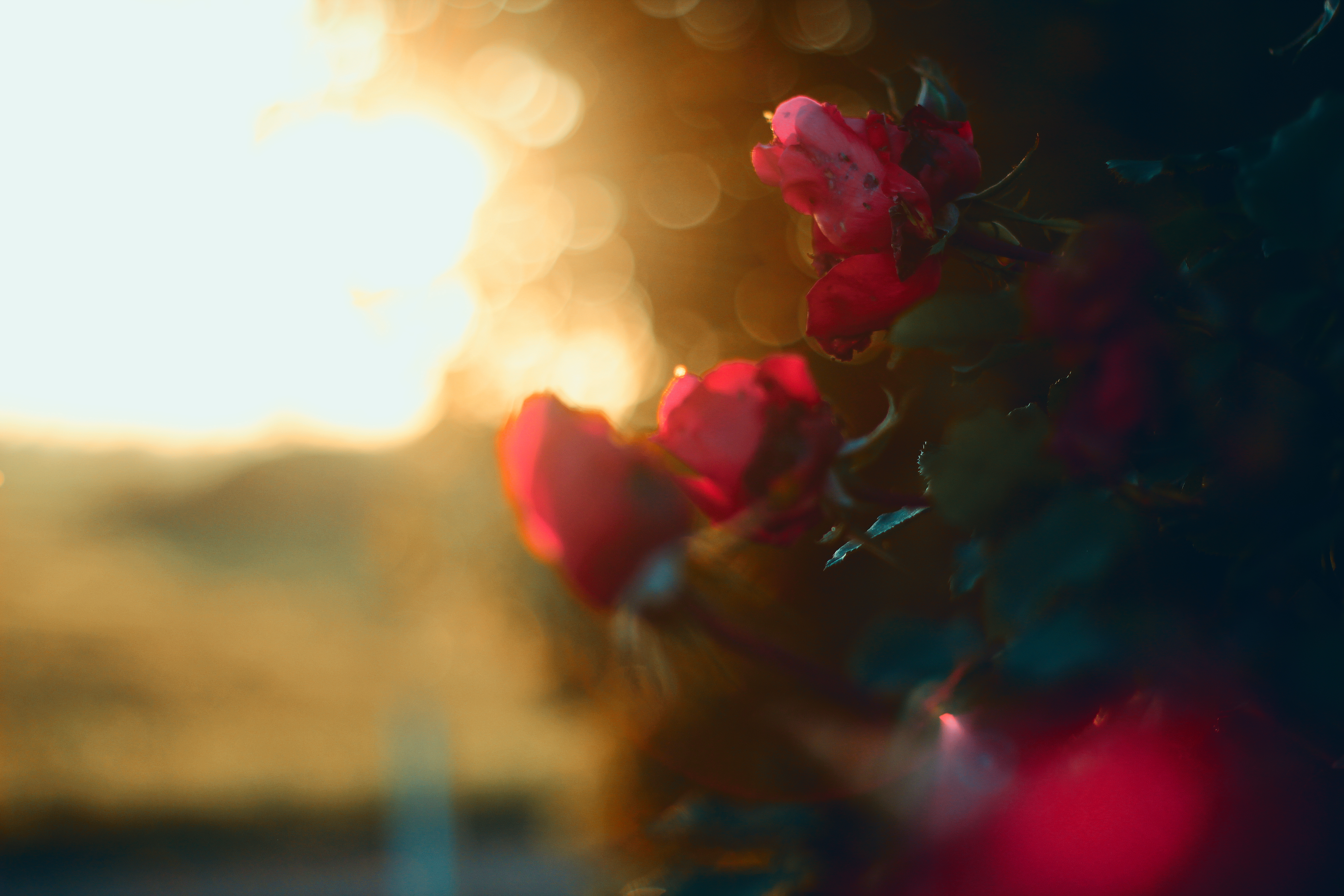 Free download wallpaper Nature, Flowers, Flower, Earth, Bokeh, Sunny, Red Flower on your PC desktop